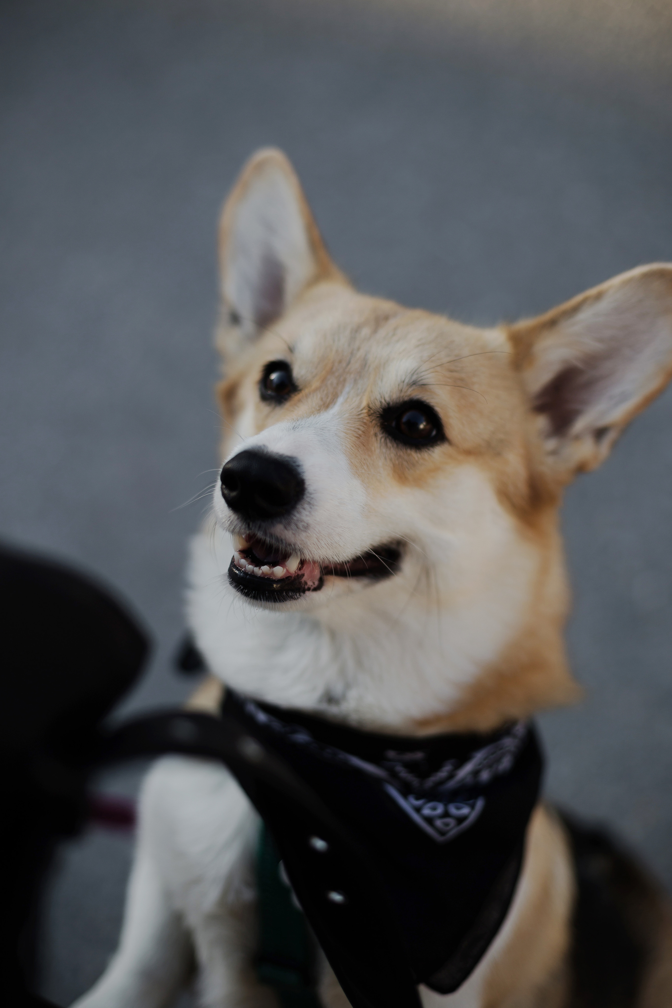 Зоя и Арья. Портретный фотограф в Санкт-Петербурге Элина Ситникова