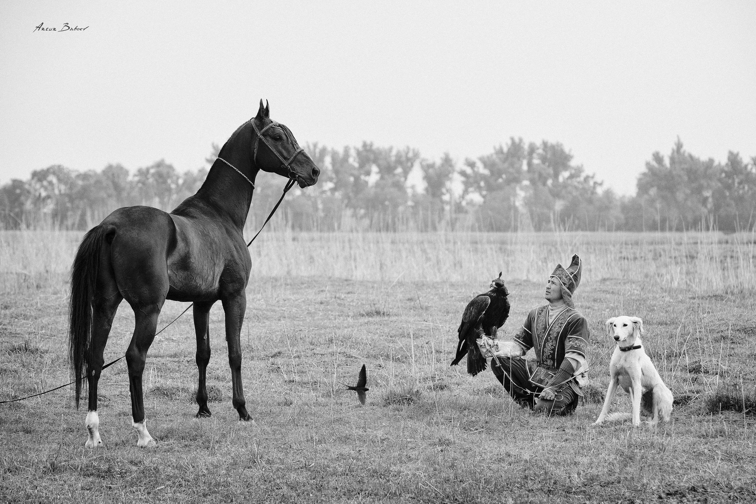 Gallery. Art photos of horses — ARTUR BABOEV | Photographer