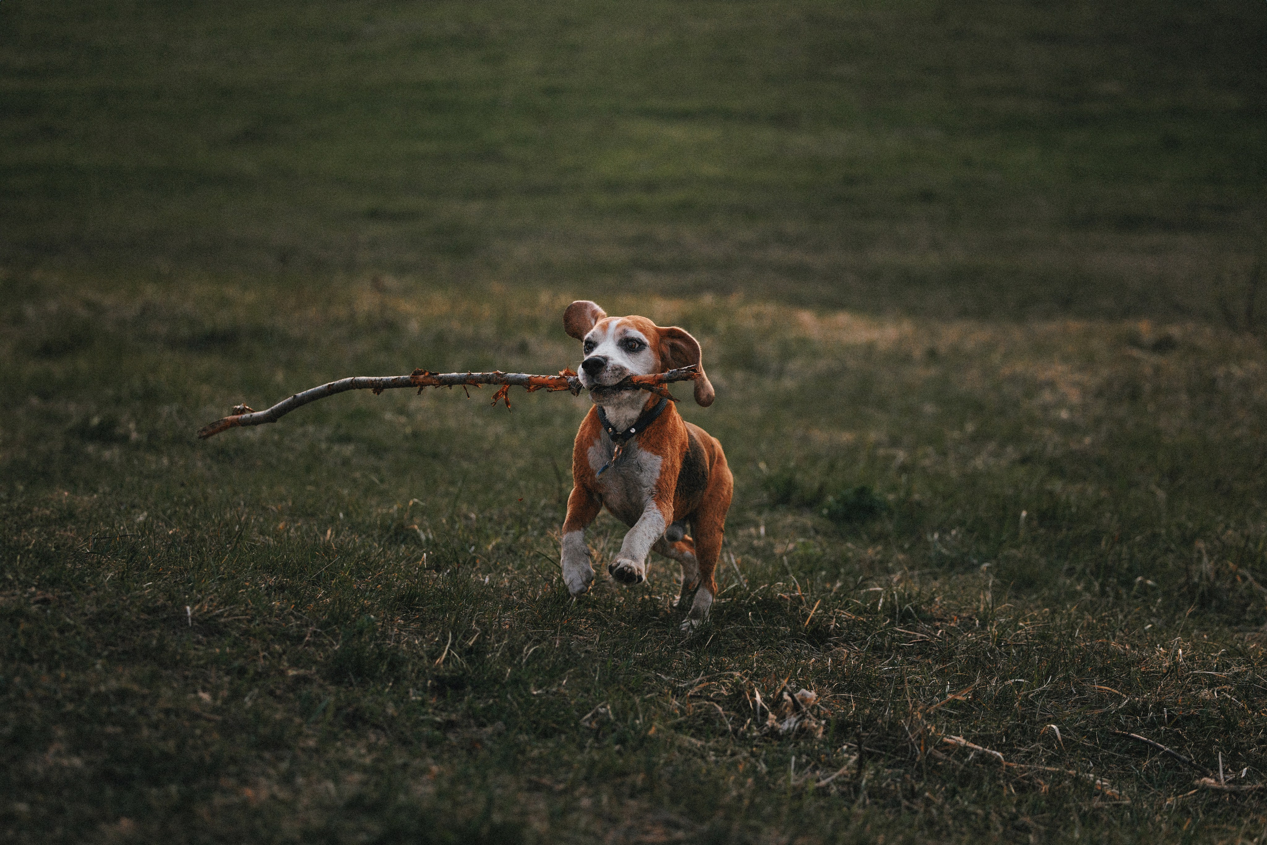 Юля и Зайфер. Фотограф анималист Осипчикова Мария