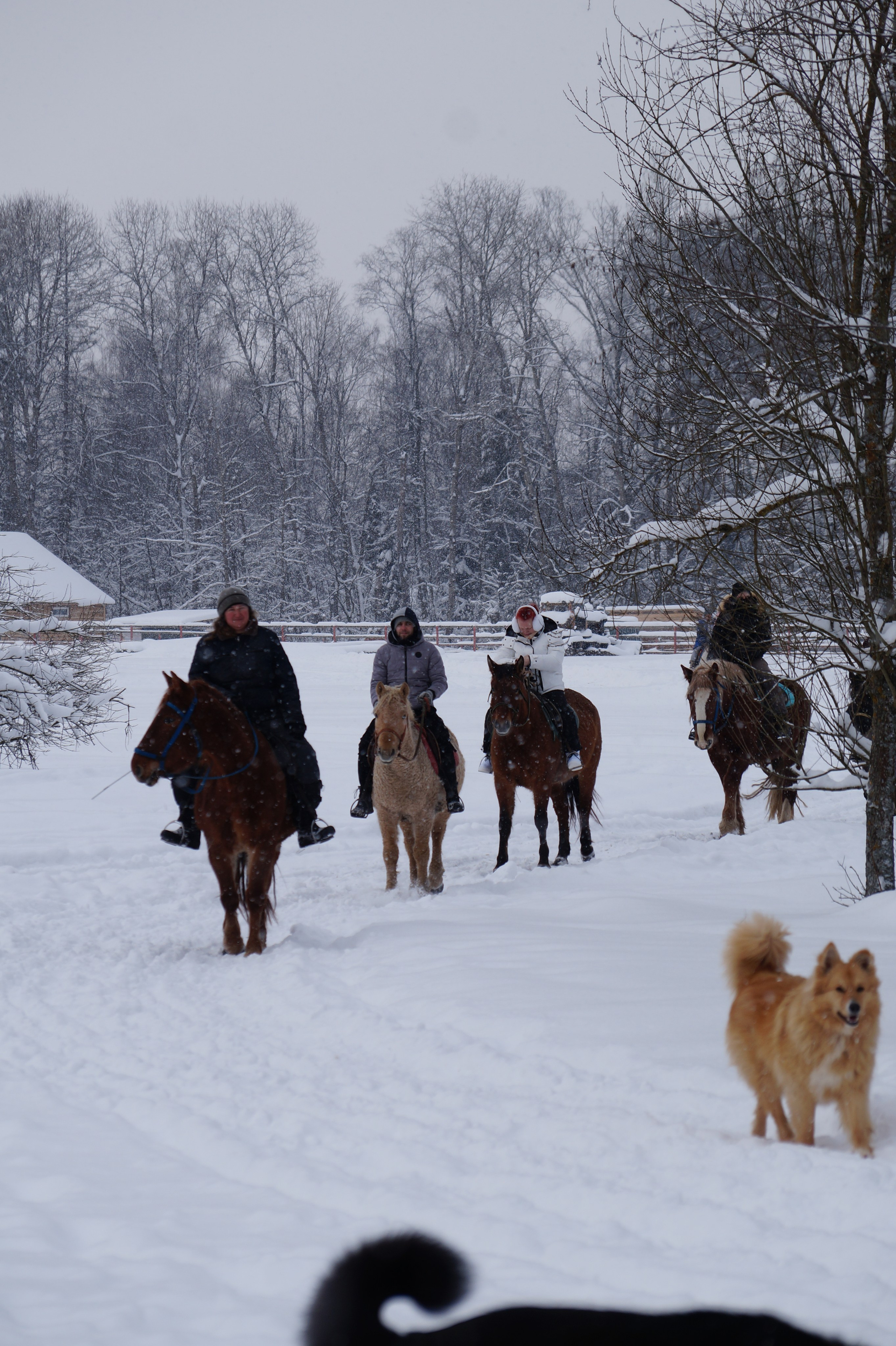Лошадинг | 11.01.2026. Галерея Фантим