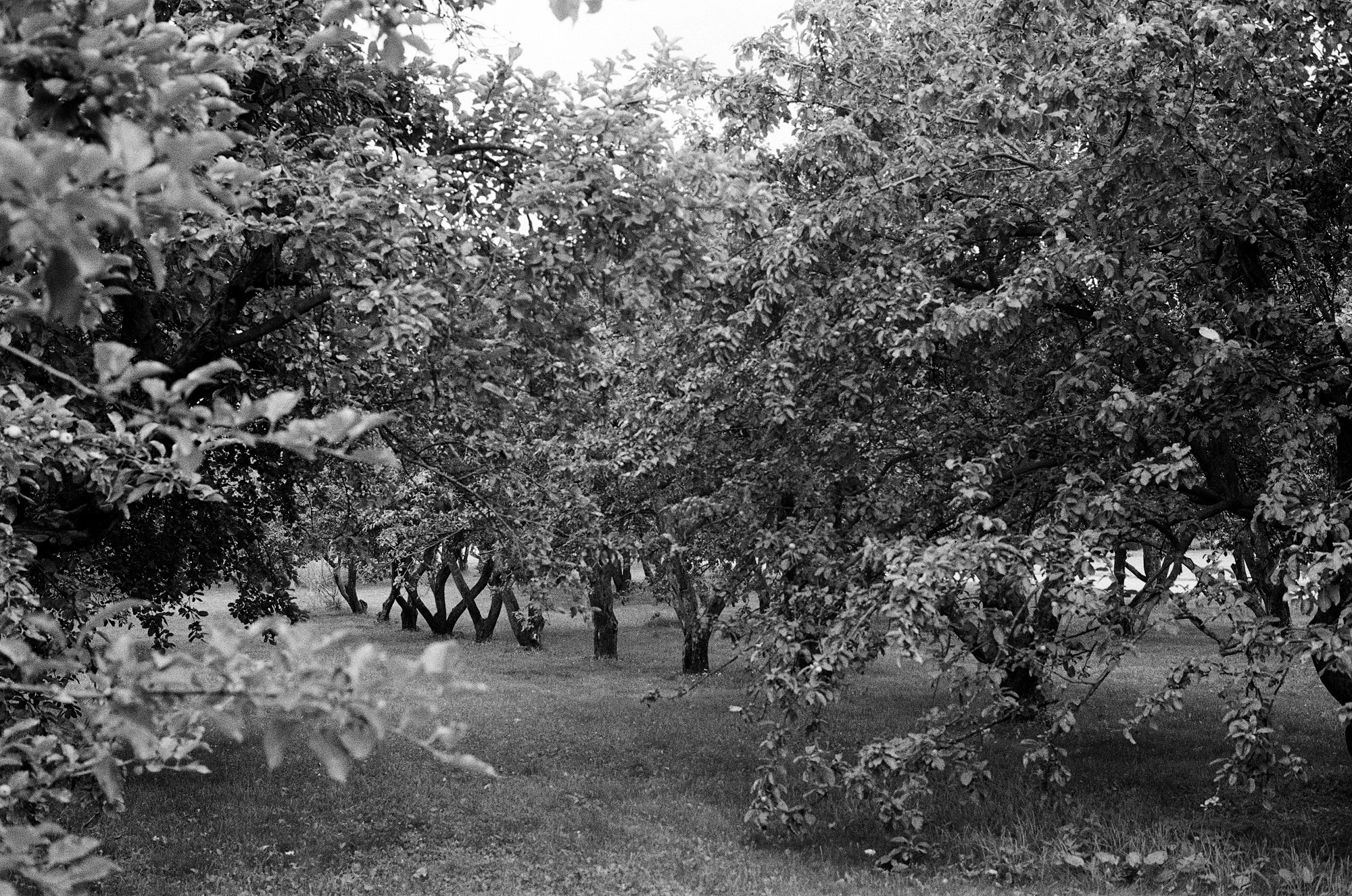 Парк Коломенское. Другой Павел Поцелуев. Фотограф в 2025 году