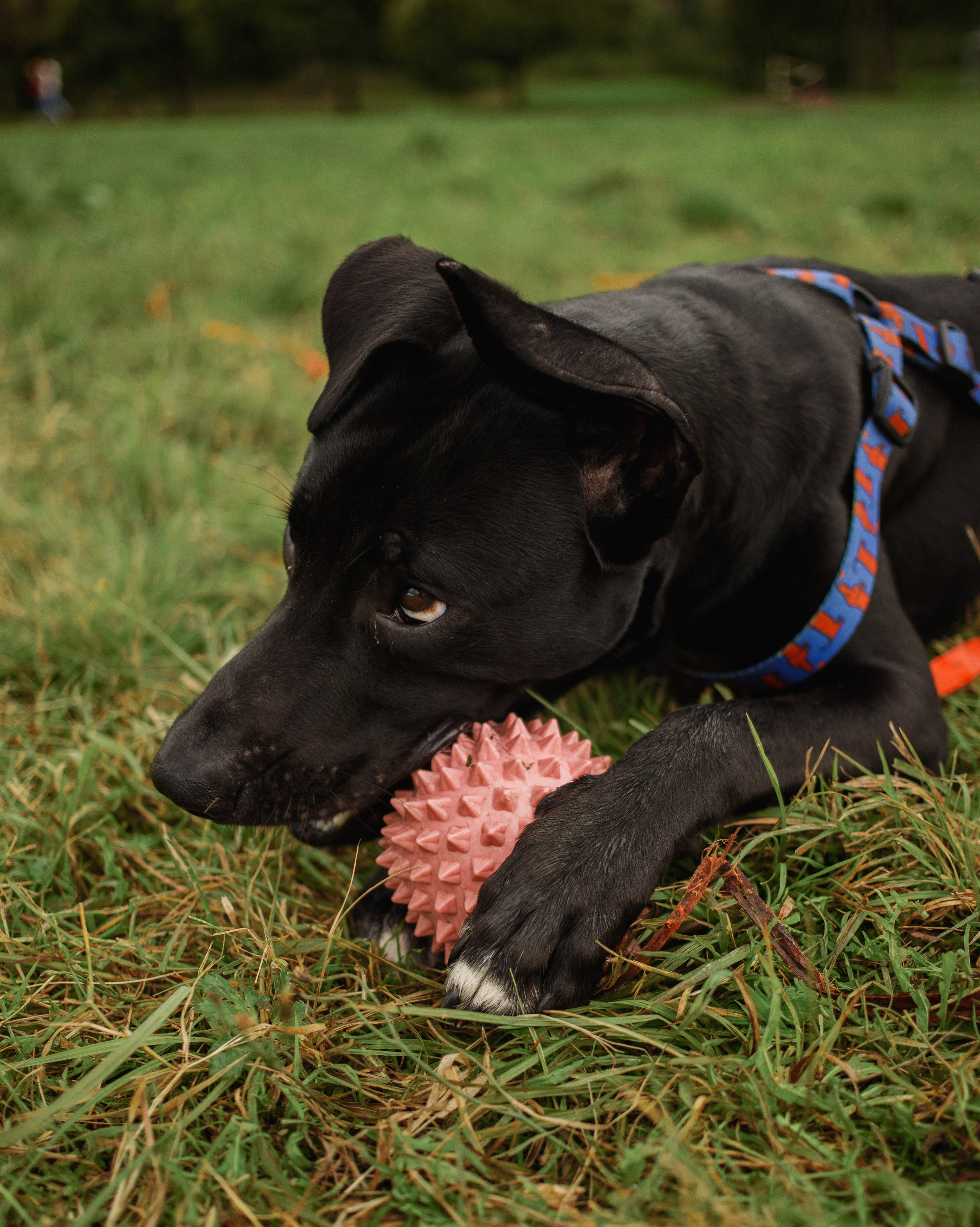 Отис ищет дом. Портретный фотограф в Санкт-Петербурге Катя Протасевич