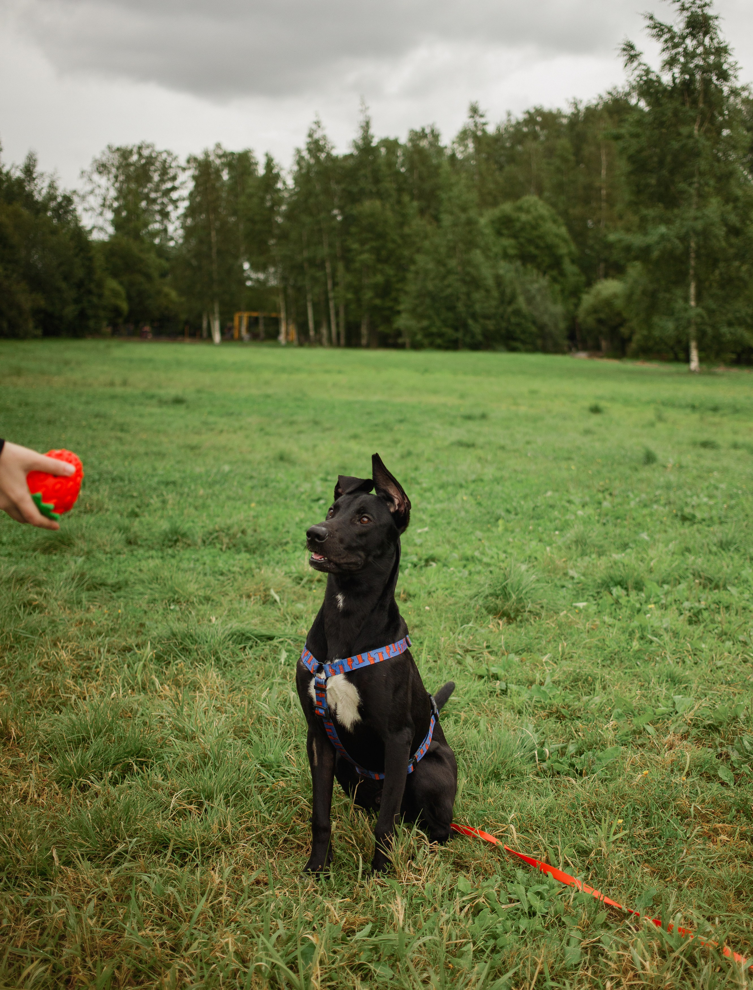 Отис ищет дом. Портретный фотограф в Санкт-Петербурге Катя Протасевич