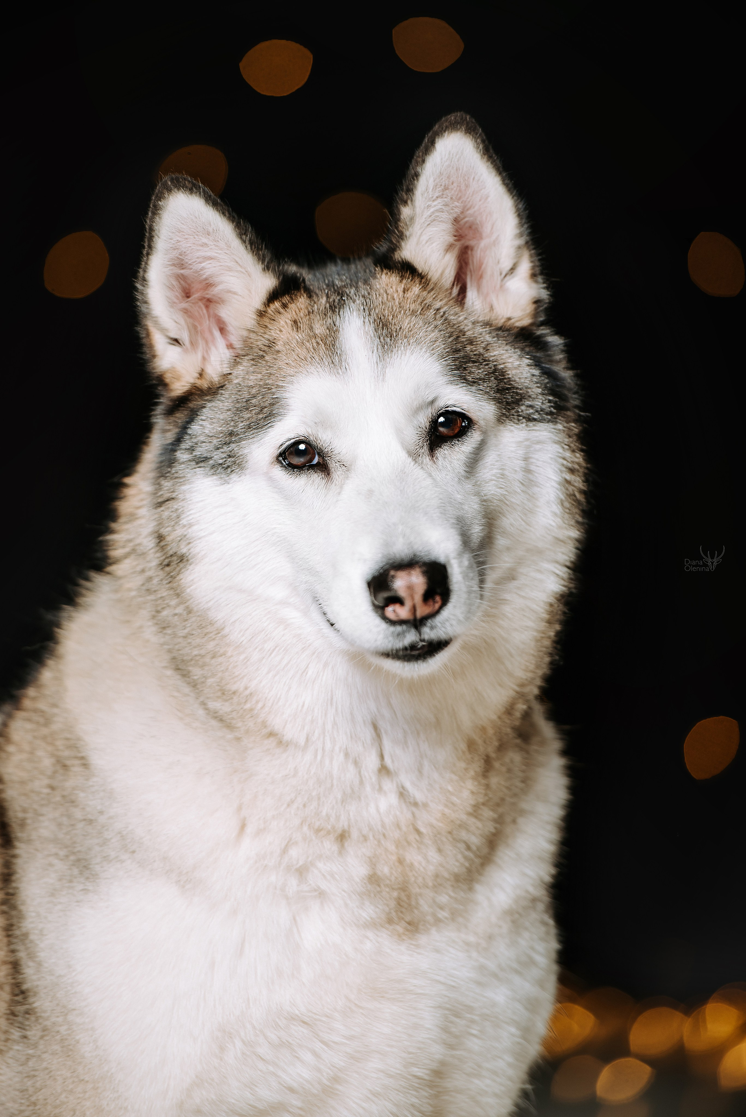 Анималист Братск/Красноярск. Фотограф Диана Оленина Красноярск / Братск