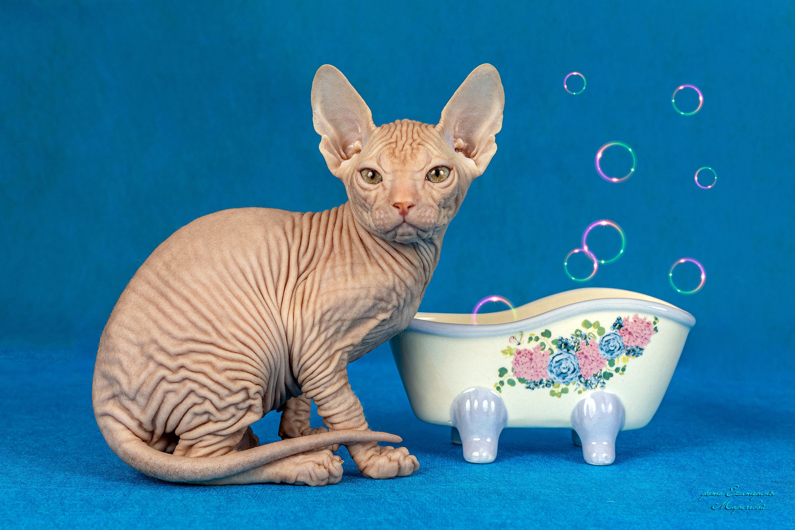 Галерея котят. Фотограф-анималист в Омске Екатерина Маричева