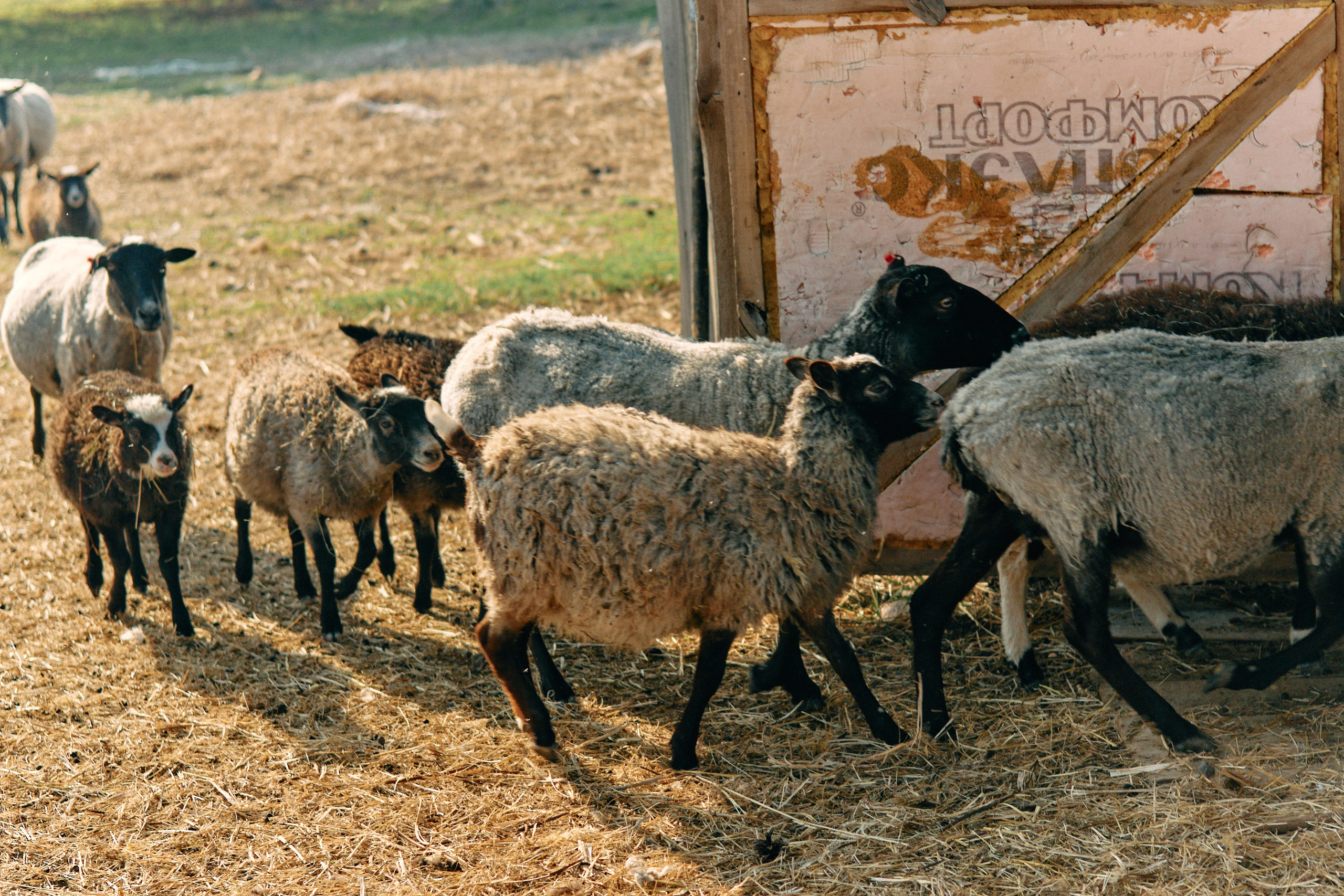 Бутик-отель Поле летом. Профессиональный Фотограф во Владимире, в Москве и в Суздале — Полина Романычева