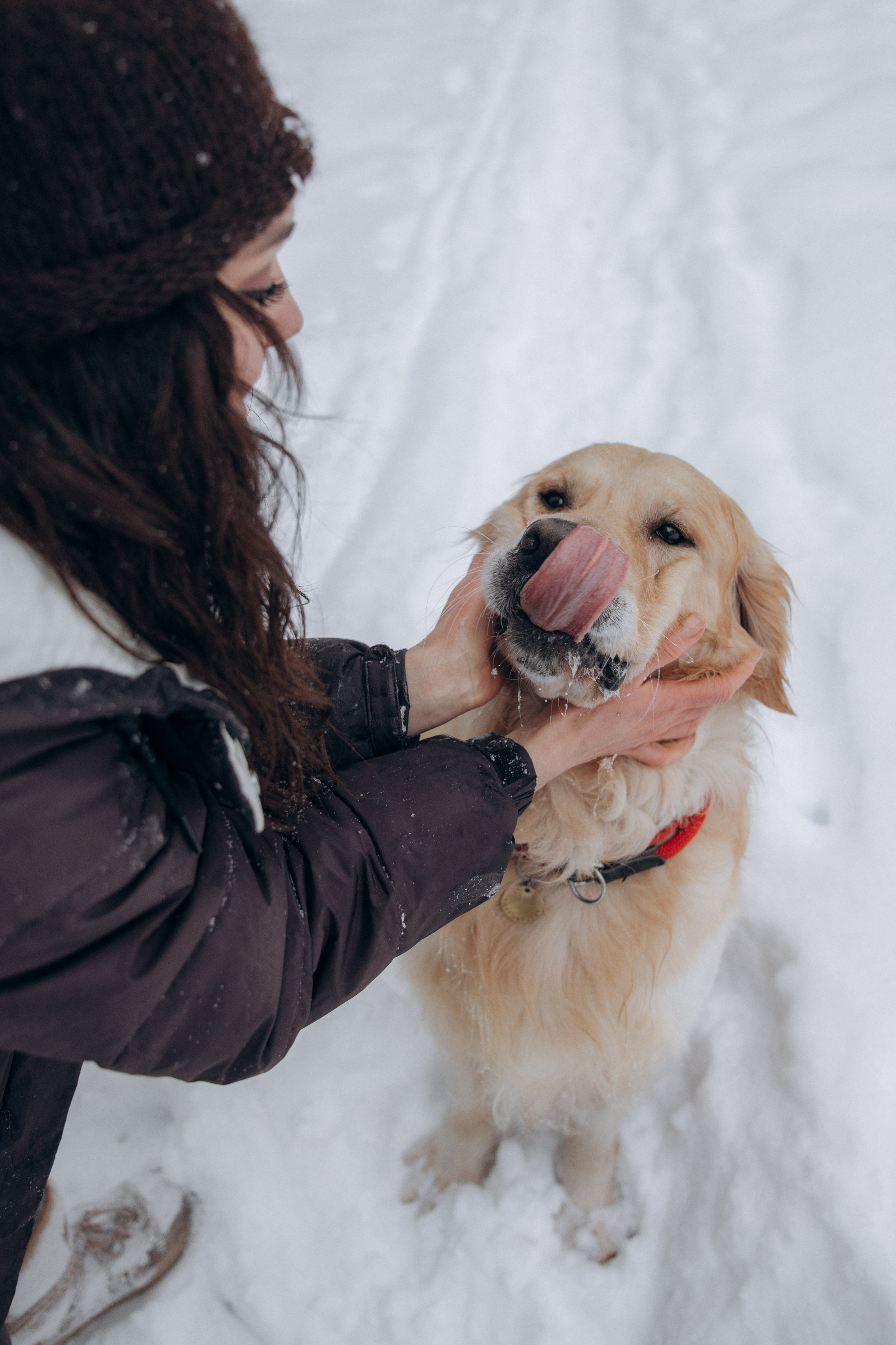 Зимняя история, Света и Чарли. Фотограф анималист в Казани Алина Сулейманова. Фотограф животных