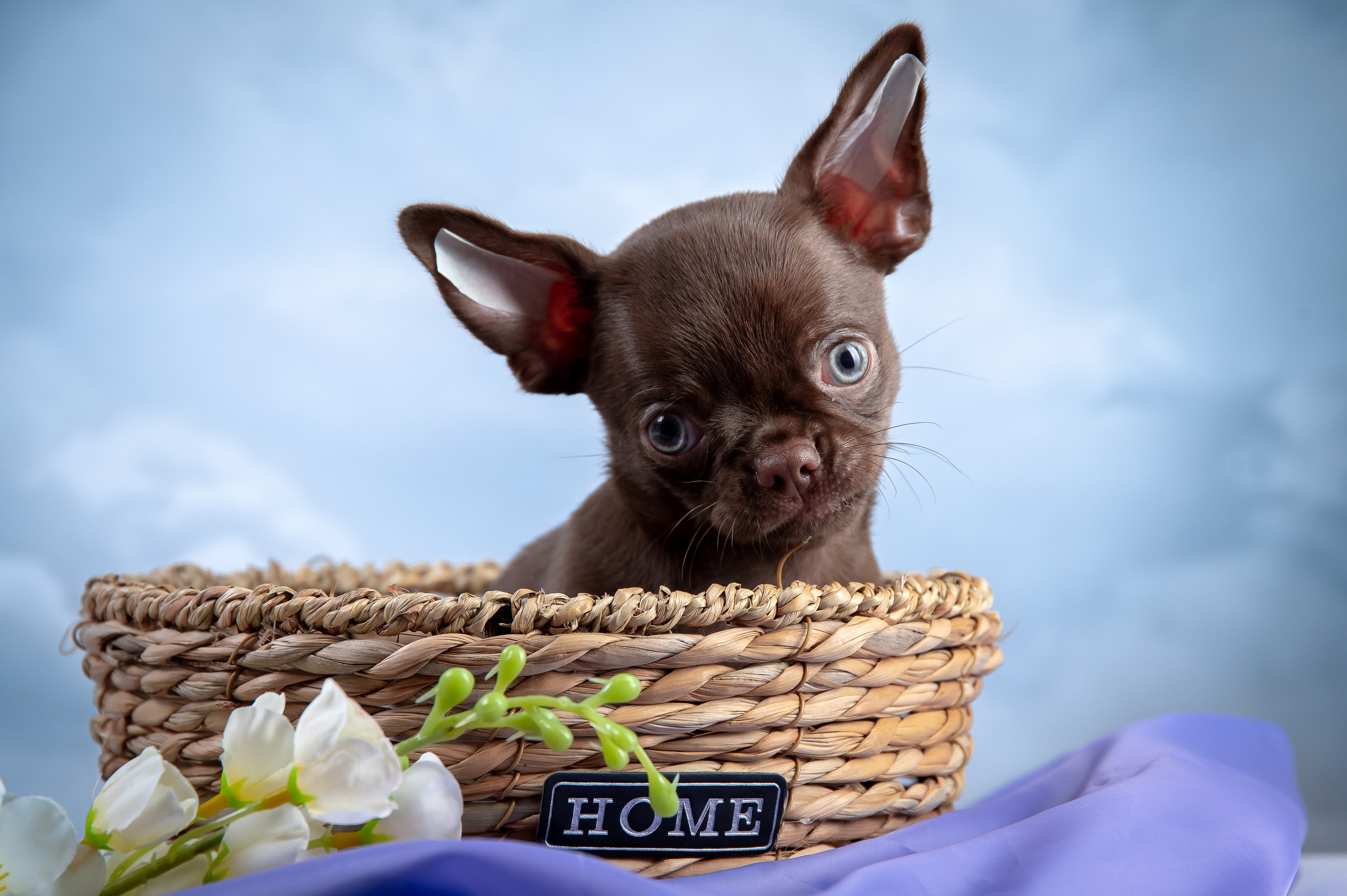 Щенки. Фотограф-анималист в Санкт-Петербурге Анастасия Иванова