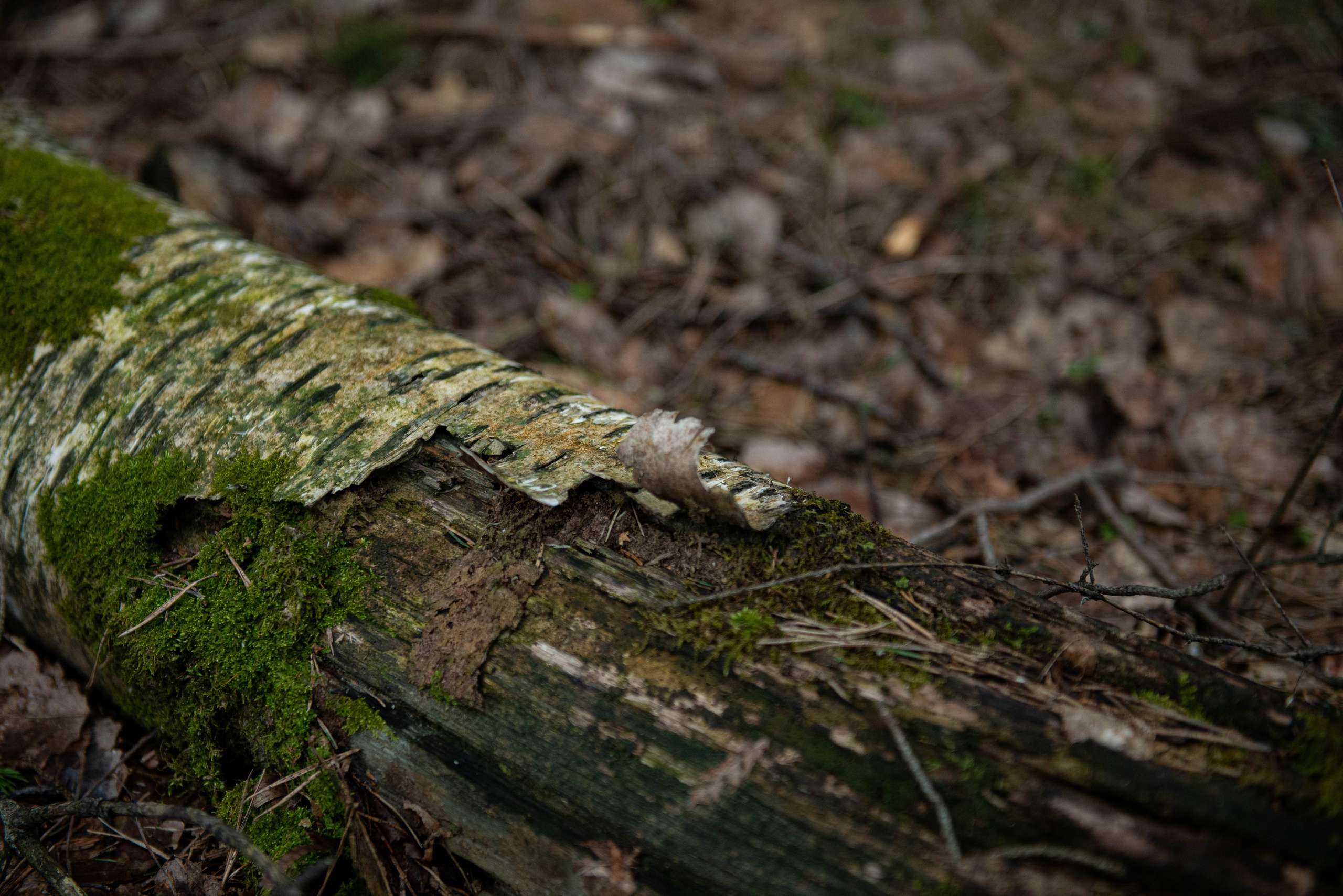 Лен. область. Фотограф Алиса Аспер