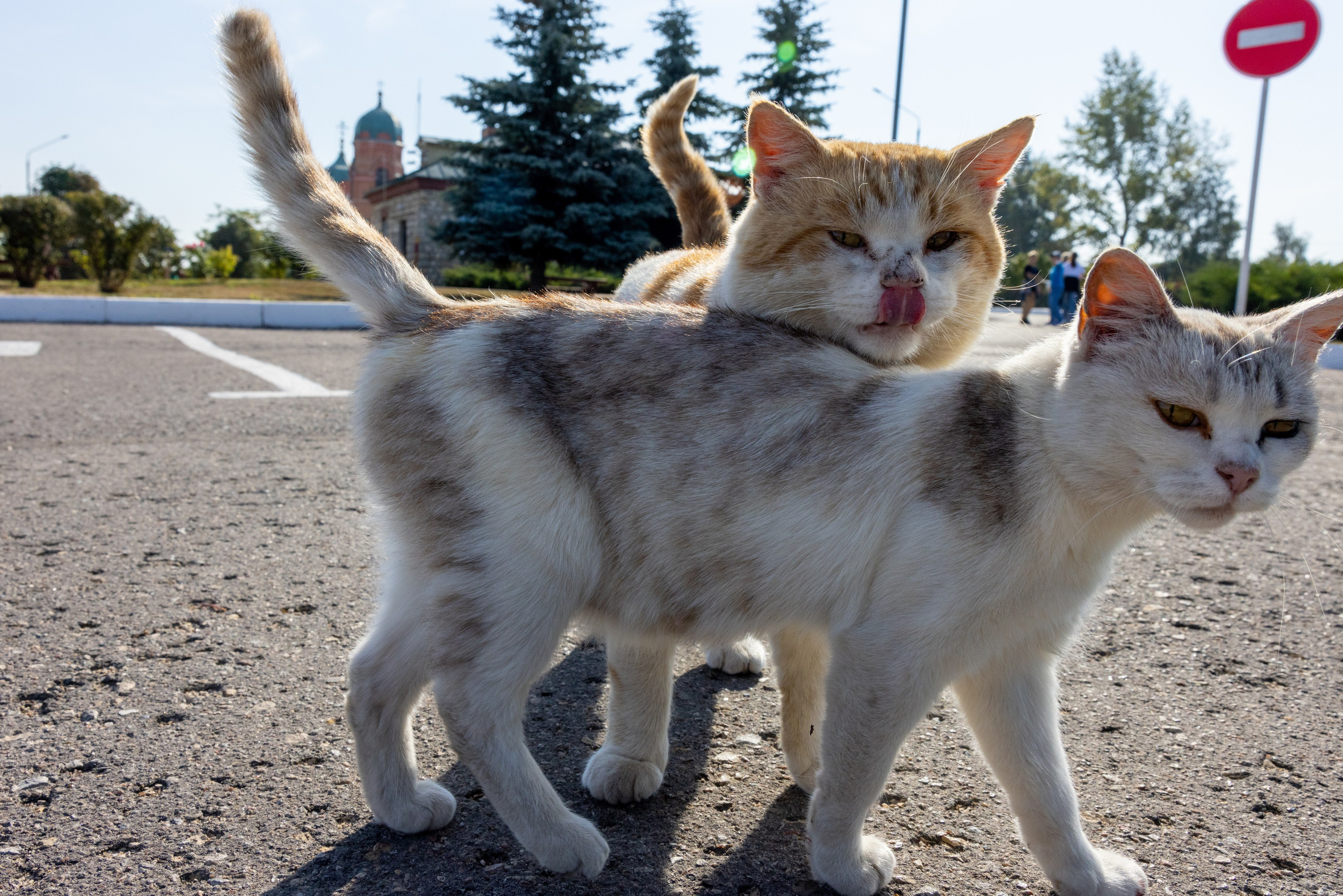 Поездка на поле Кулеково. Фотограф в Туле Крупский АнДРей. Фотостудия «КАДР71» в Туле