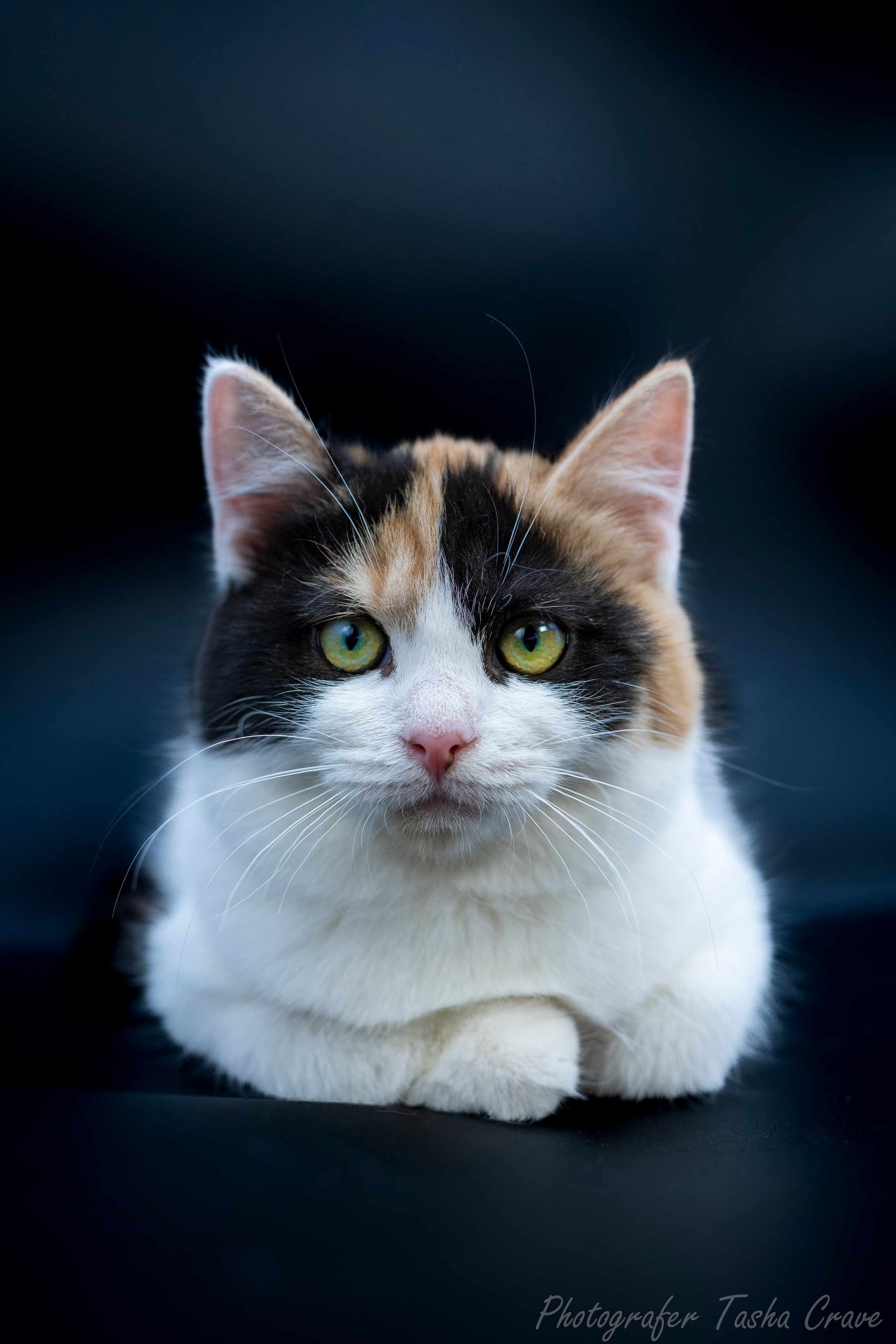 Передержка. Фотограф анималист в Санкт-Петербурге Таша Крейв