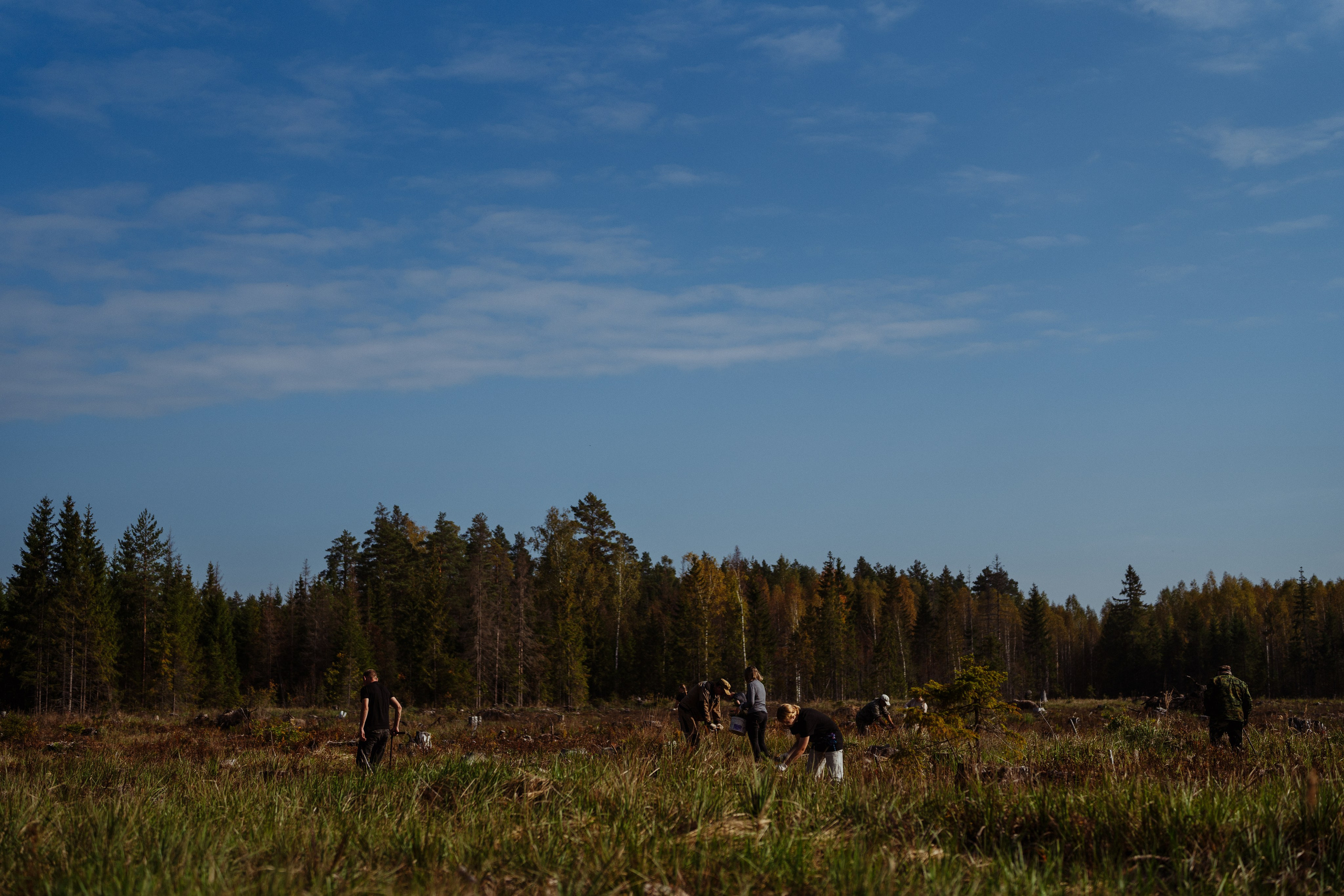 СБЕР · ЭКА · Посадка сеянцев. Владимир Вершинин, тот самый свадебный видеограф