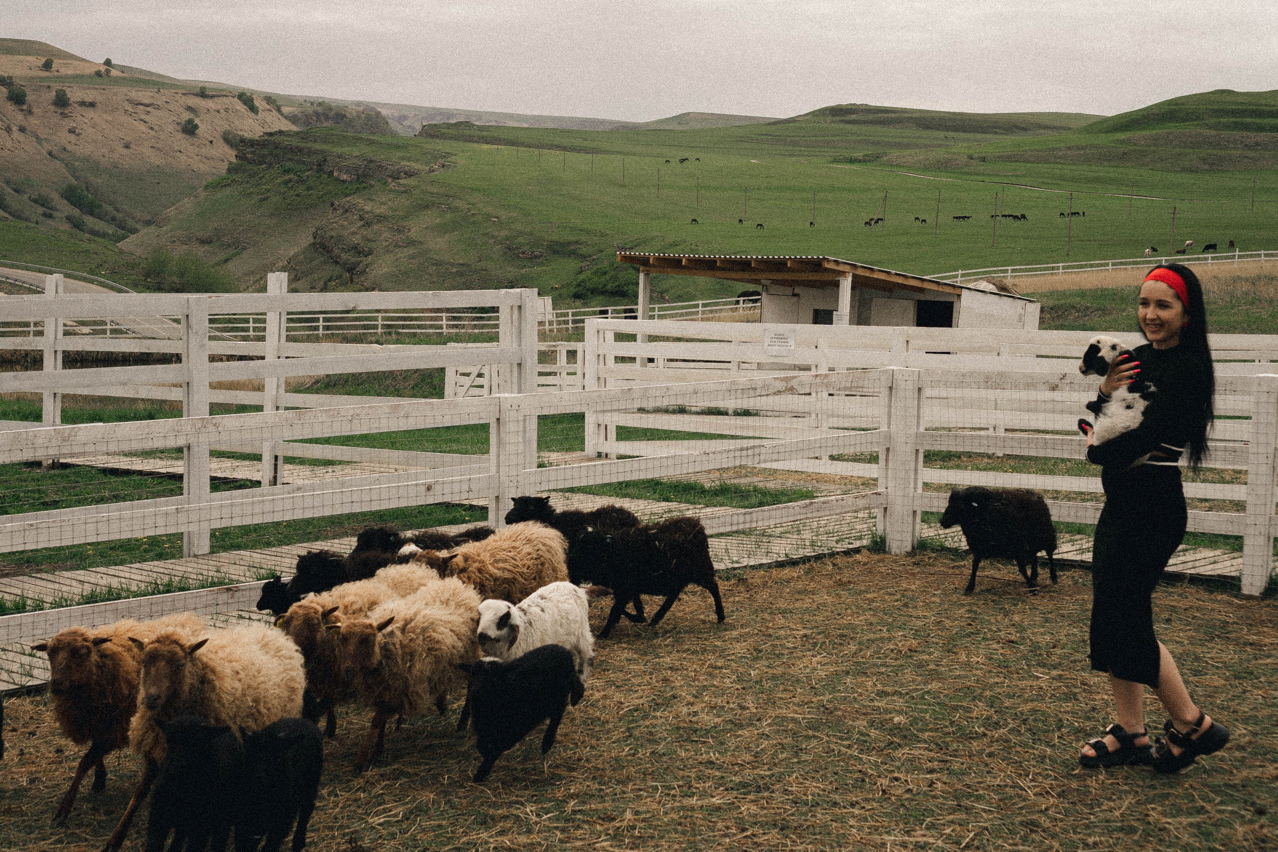 Ферма Альпак. Профессиональный фотограф, Санкт-Петербург — Виктория Богомолова