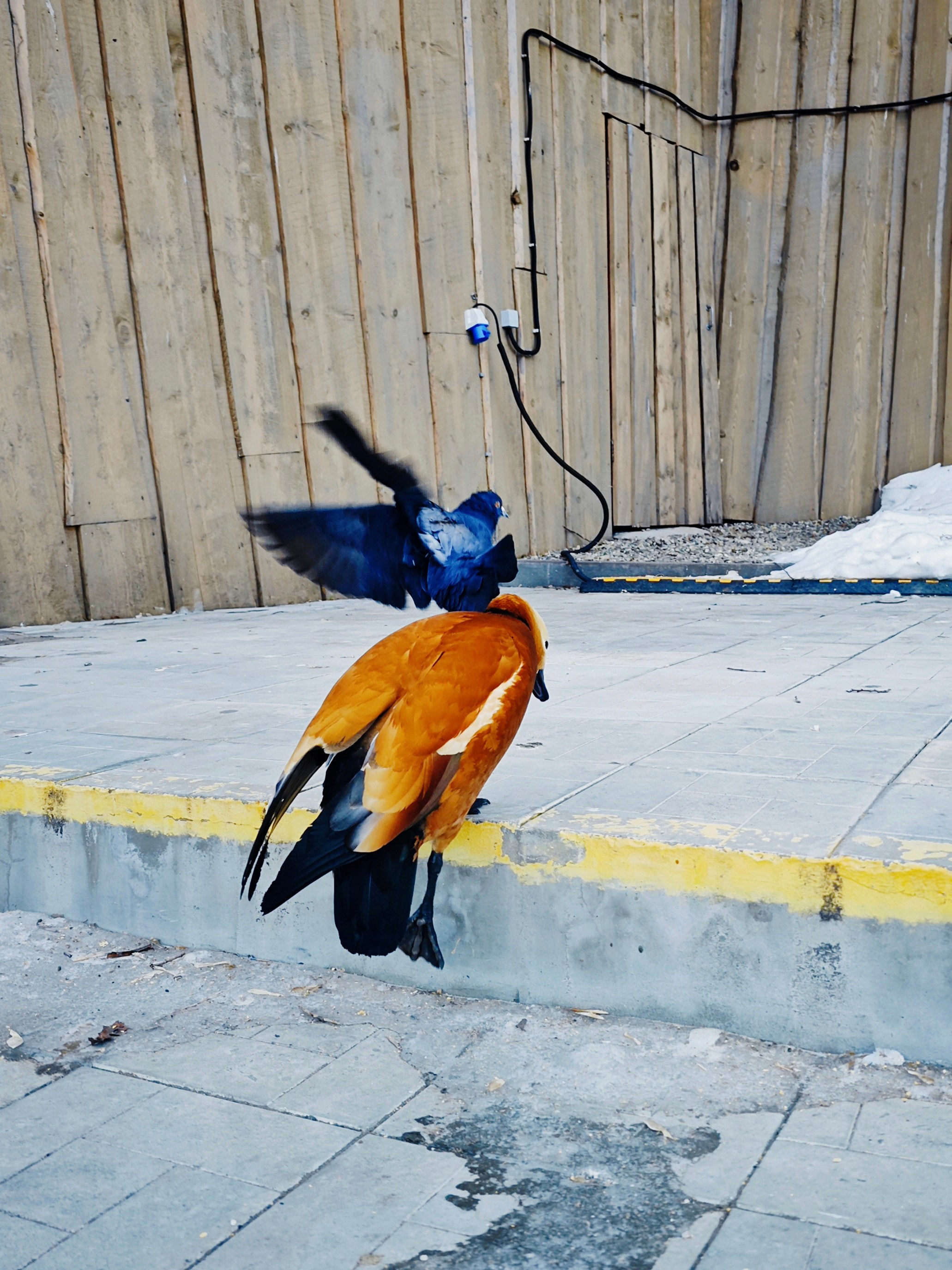 Автор: Андрей Соколов