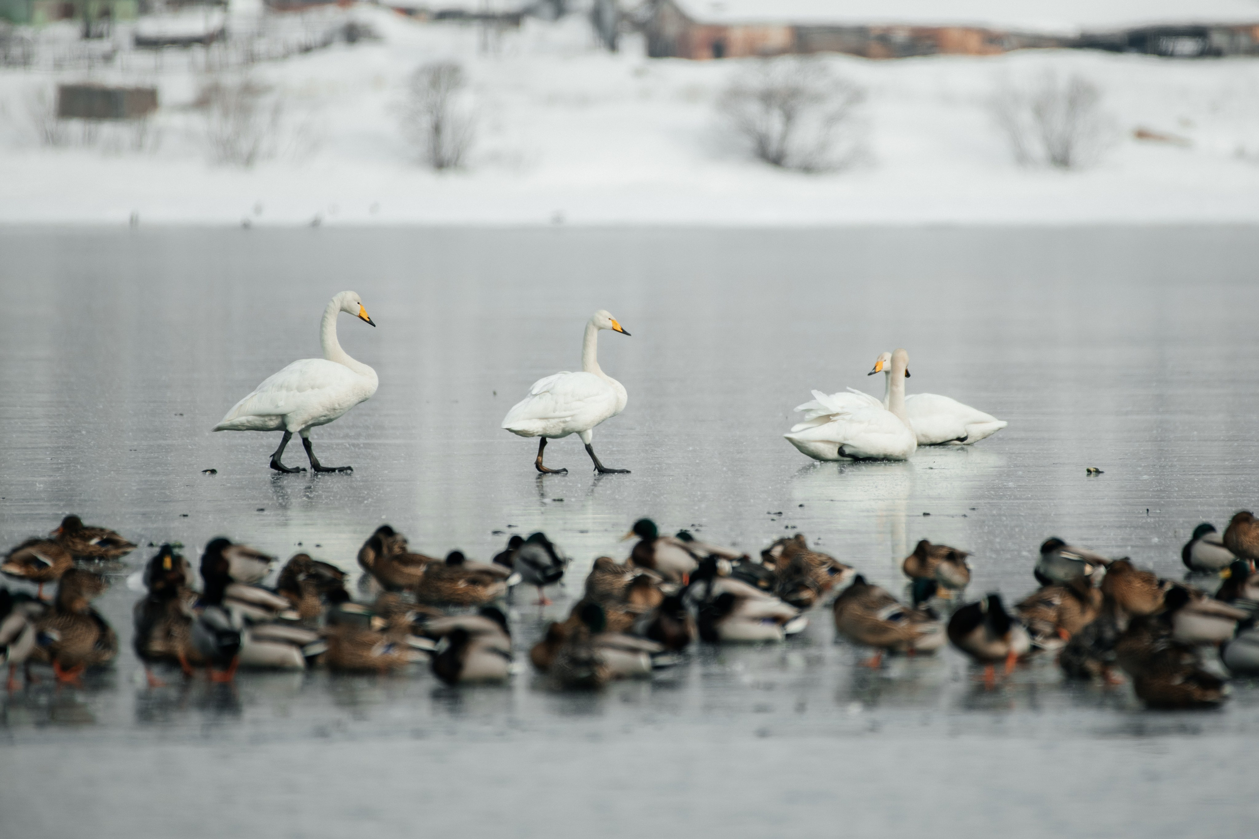 Природа. Людмила Москвичёва — Фотограф на все случаи жизни.Камчатка/Владивосток