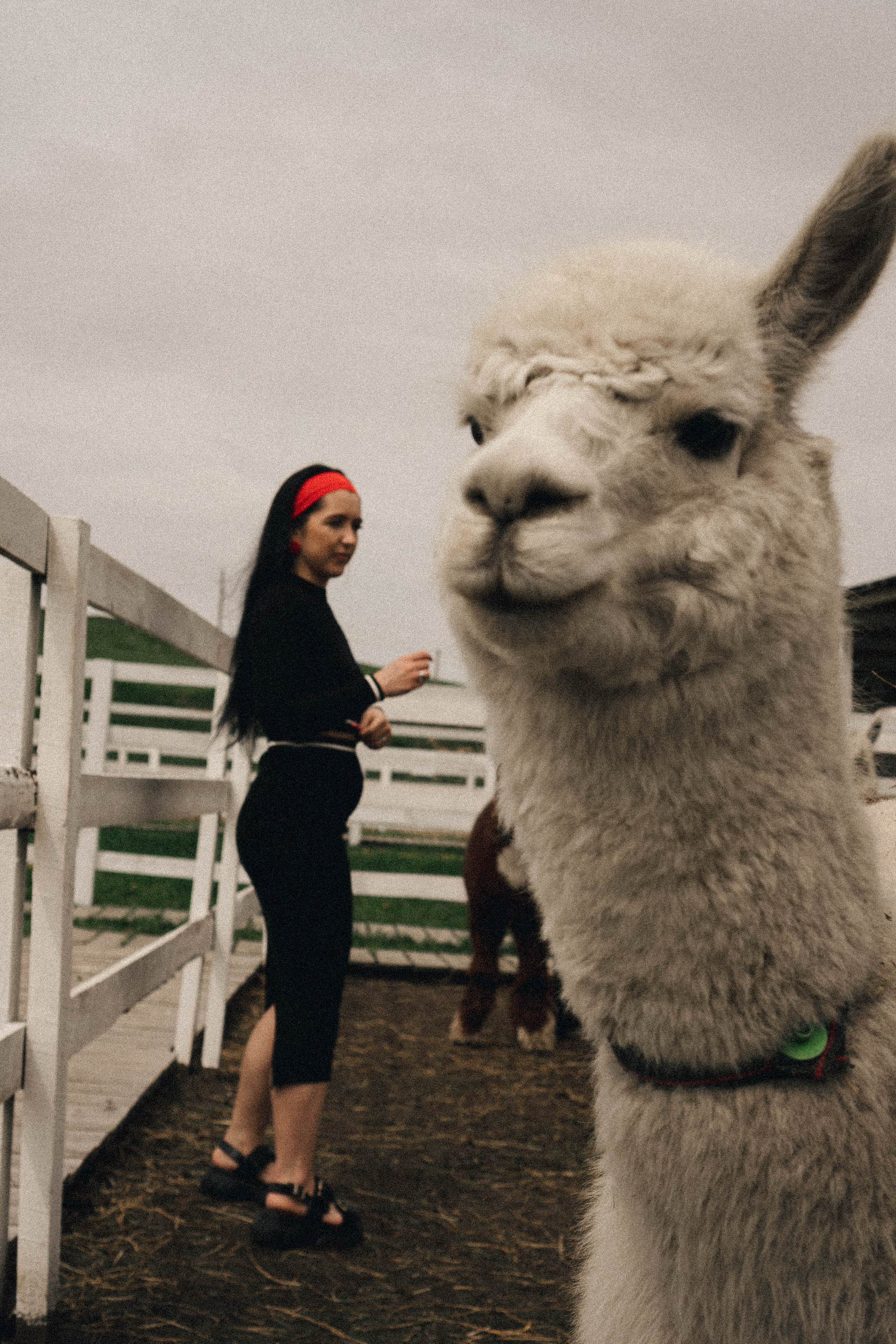 Ферма Альпак. Профессиональный фотограф, Санкт-Петербург — Виктория Богомолова