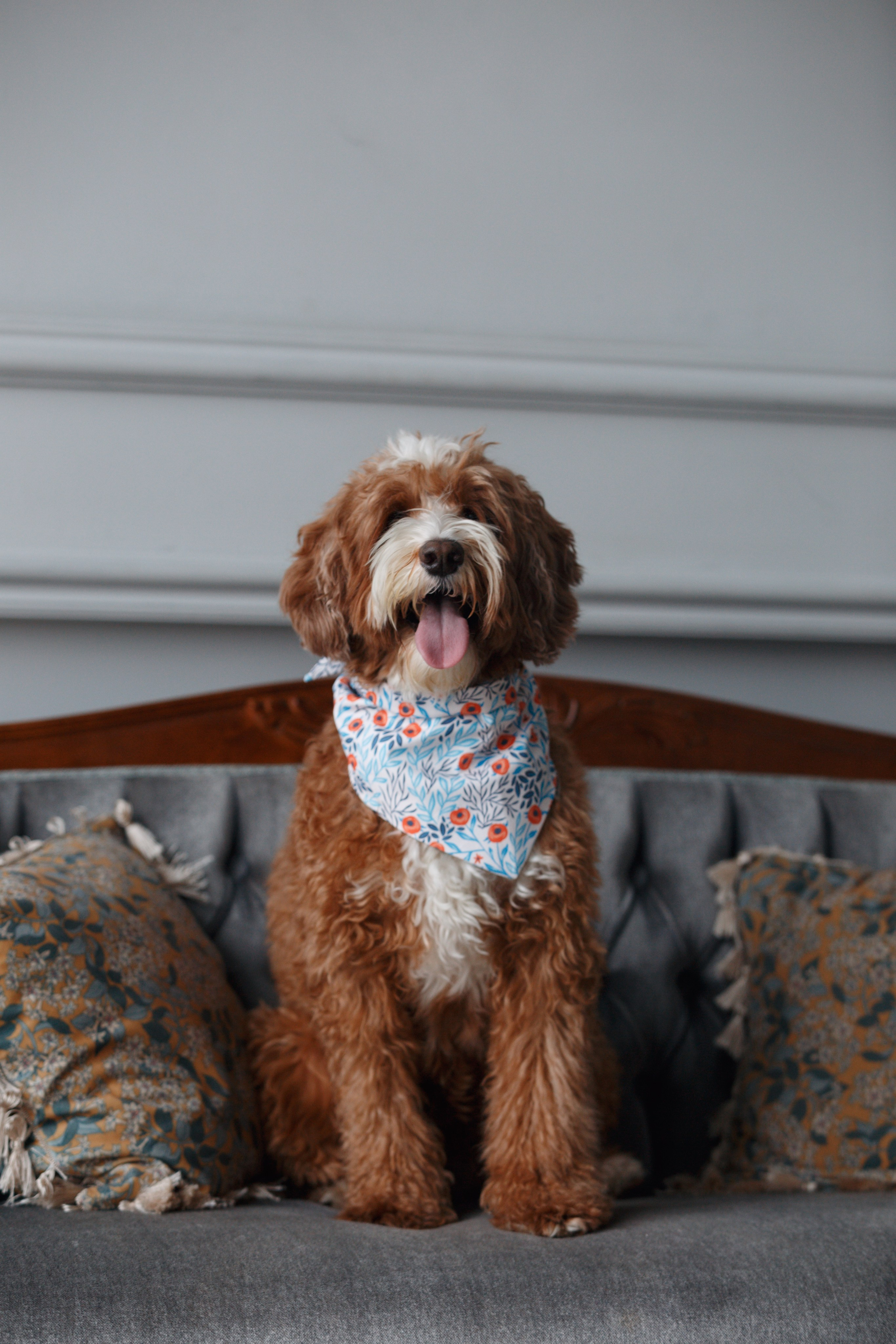 Bmbh лежанки и адресники. Фотограф анималист Кристина Карпова, Москва