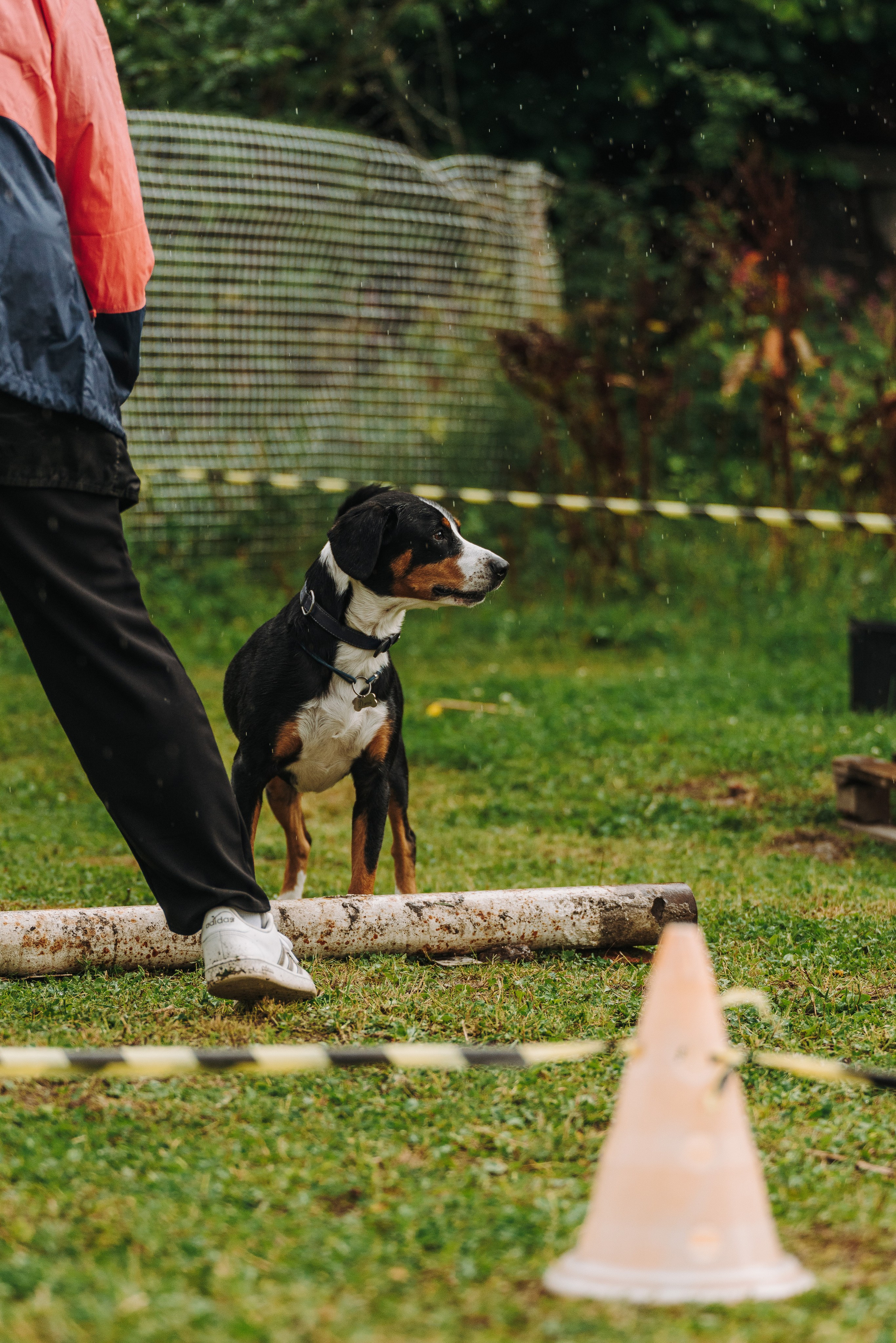 Соревнования по ноузворку в Новожилово. Фотограф анималист в Спб недорого Олеся Майорова