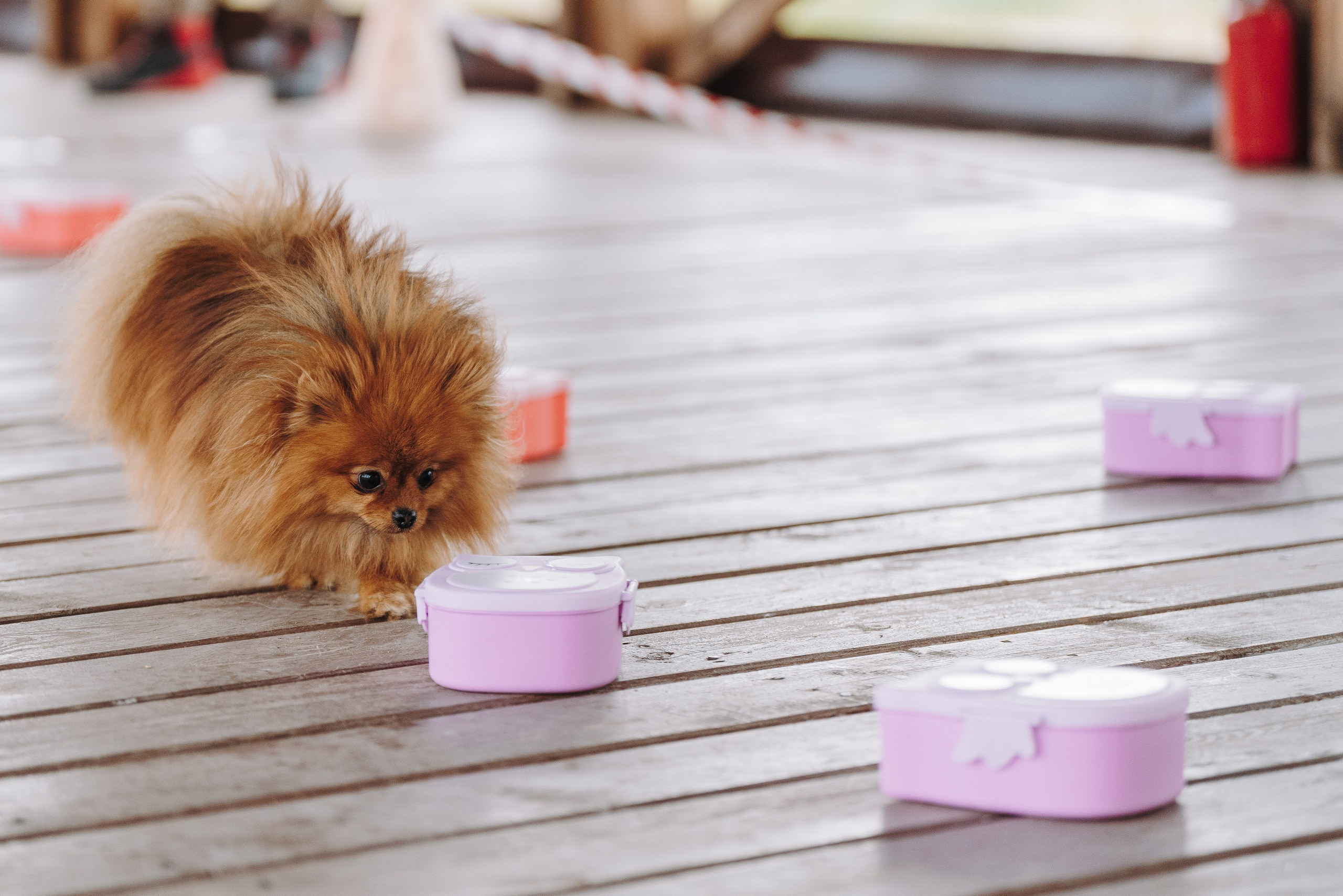 Соревнования по ноузворку в Лосево. Фотограф анималист в Спб недорого Олеся Майорова