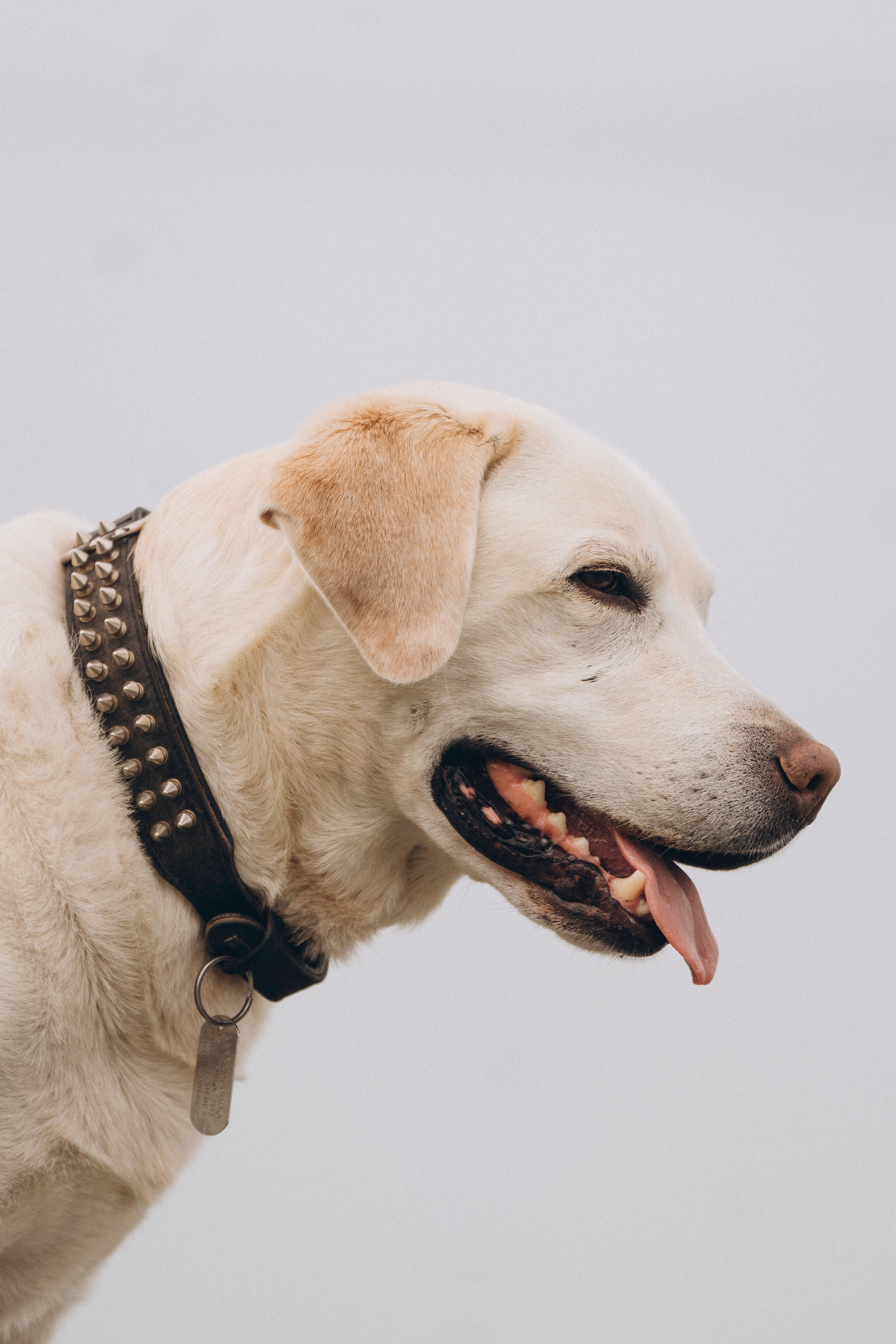 Вати, Лена и Леван. Фотограф анималист в Спб недорого Олеся Майорова