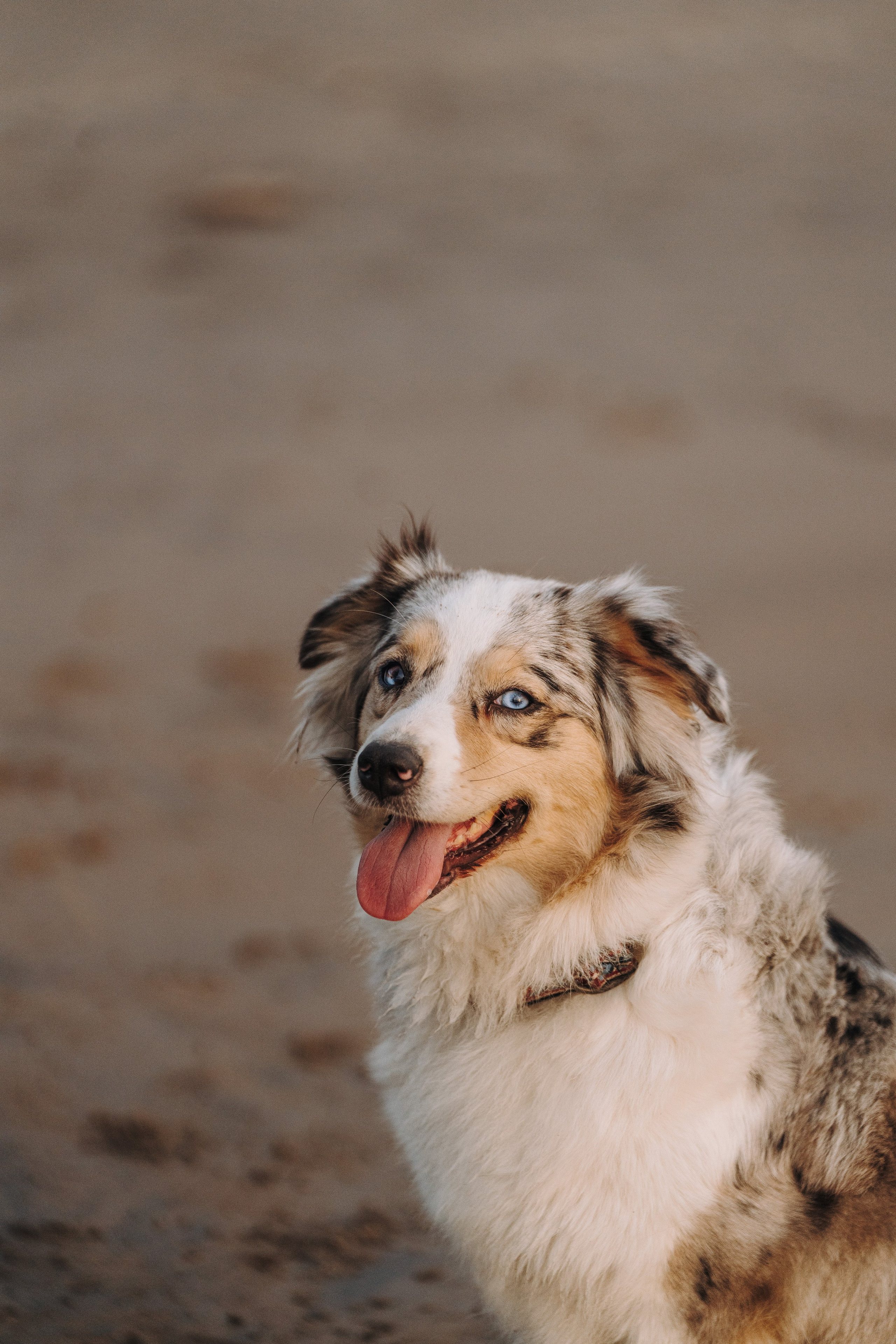 Фотограф анималист в Спб. Фотограф анималист в Спб недорого Олеся Майорова