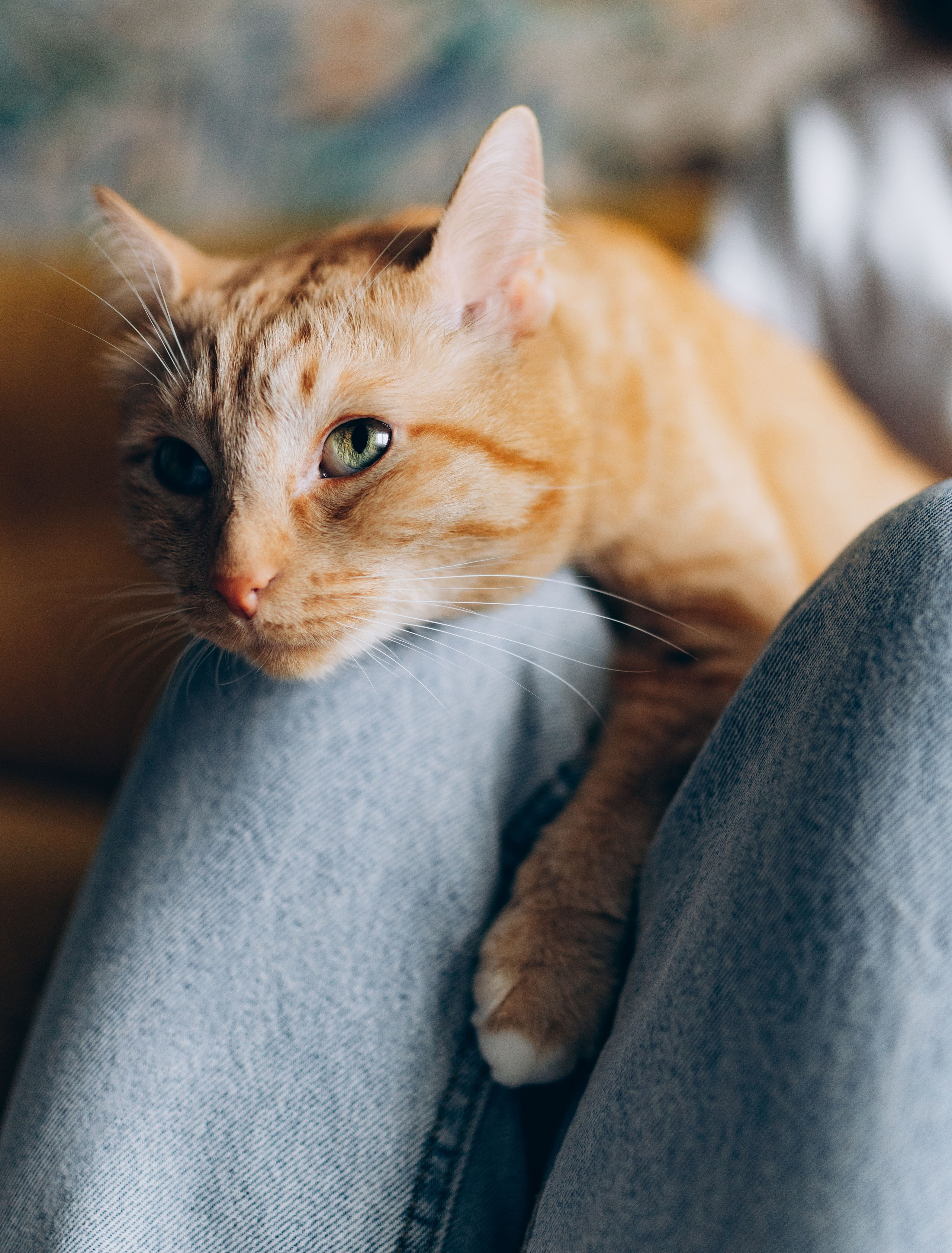 Даша и Брукс. Фотограф анималист в Спб недорого Олеся Майорова