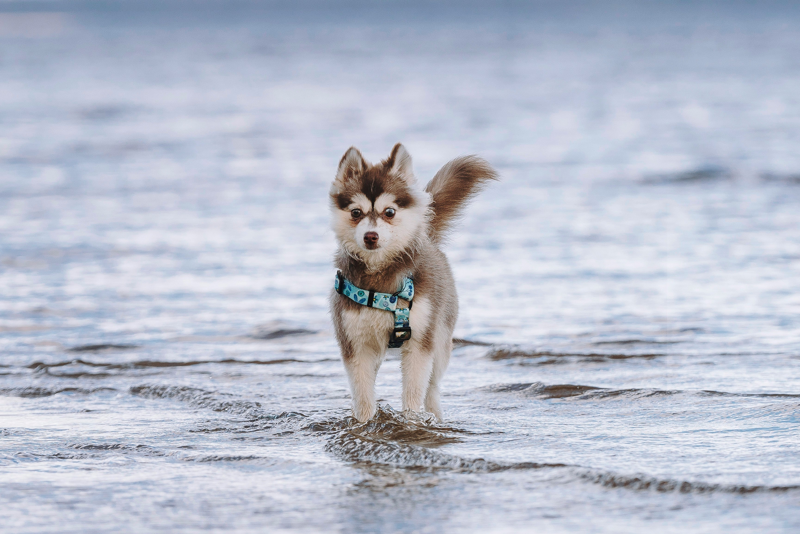 Катерина и Дрэка. Фотограф анималист в Спб недорого Олеся Майорова
