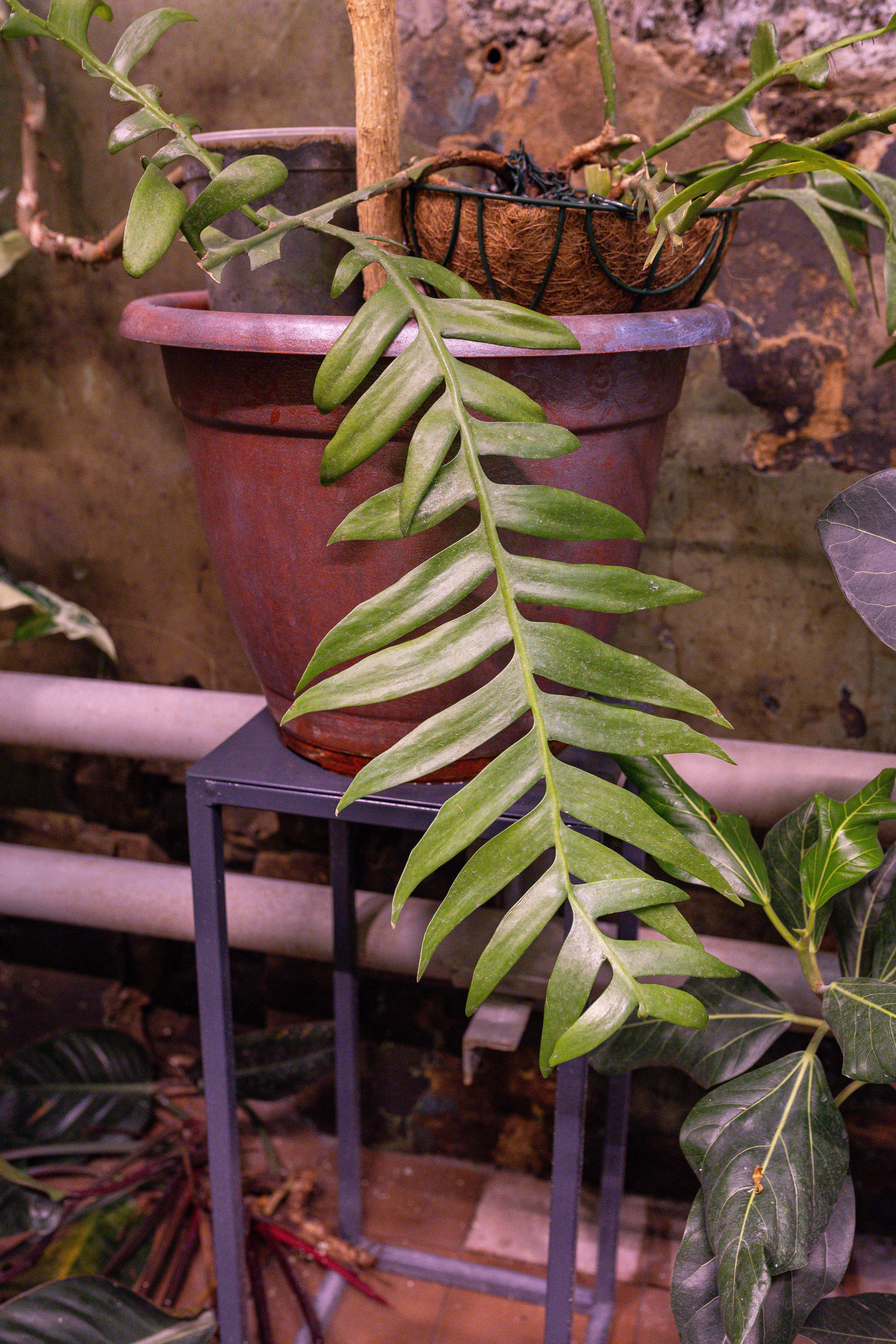 Green rare июнь 2025. Александра Куликова фотограф, Москва