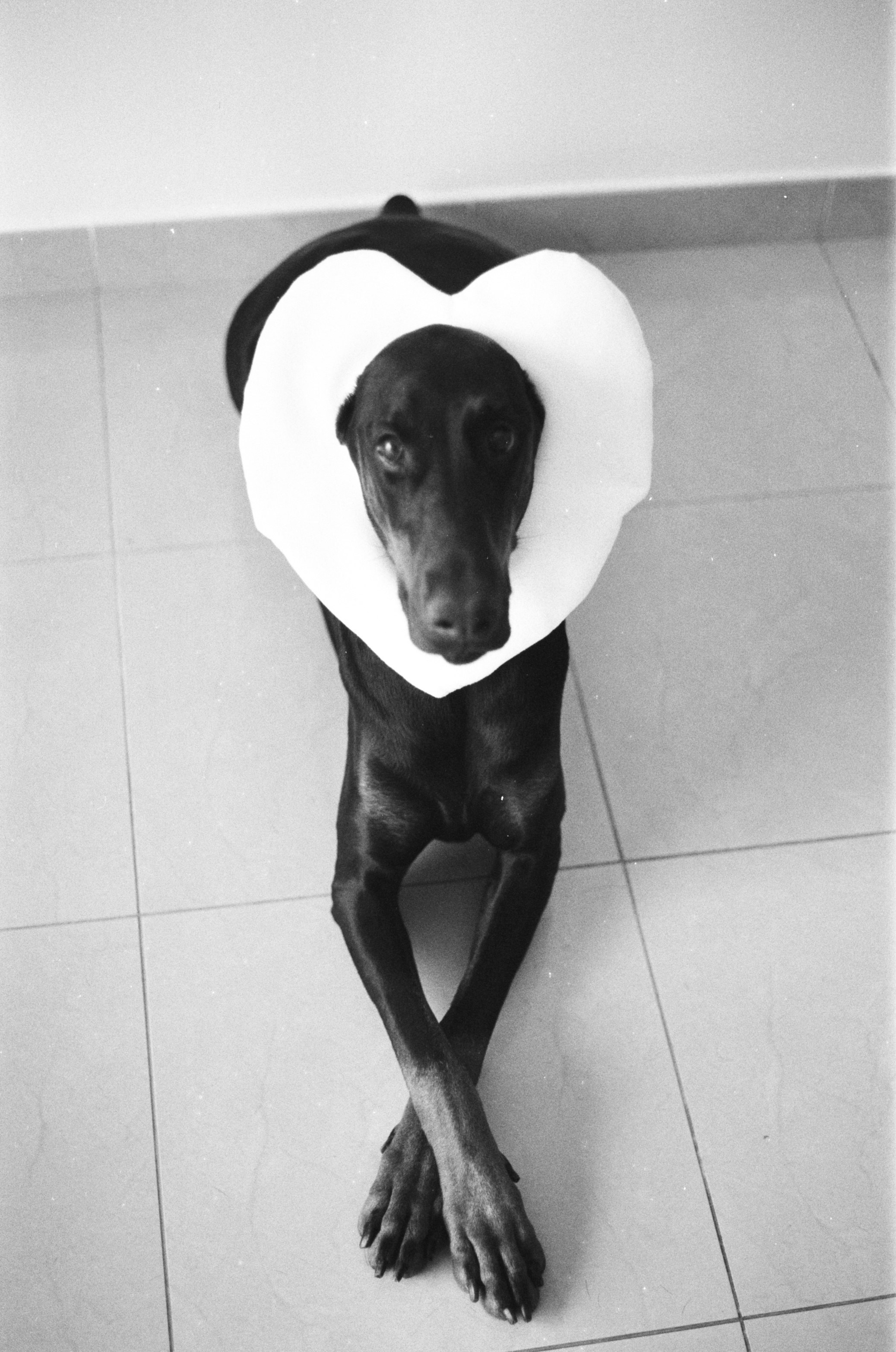 Valentine’s Day (35мм). Katyavasileva