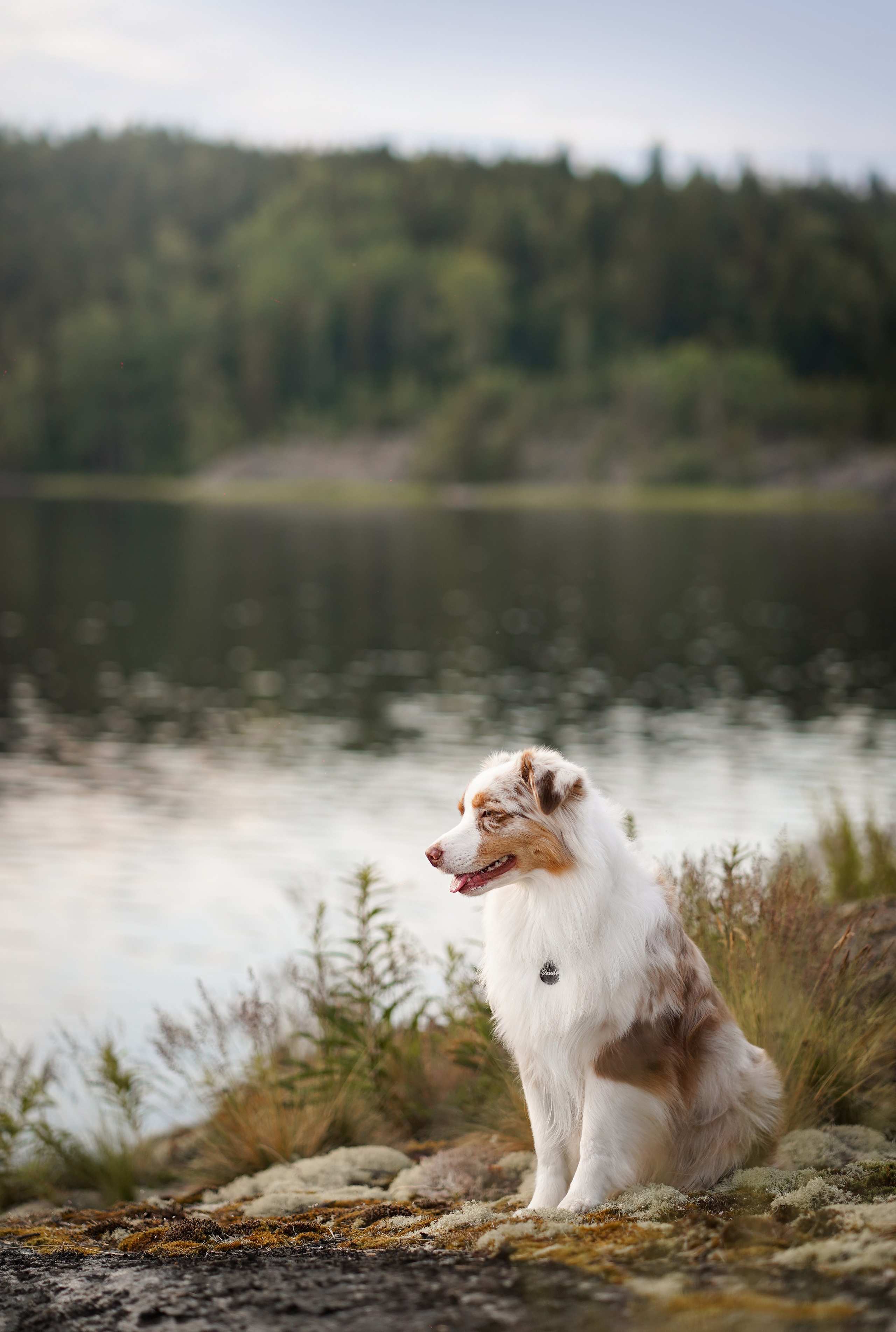 Карелия. Фотограф-анималист в Санкт-Петербурге Яна Мартынова