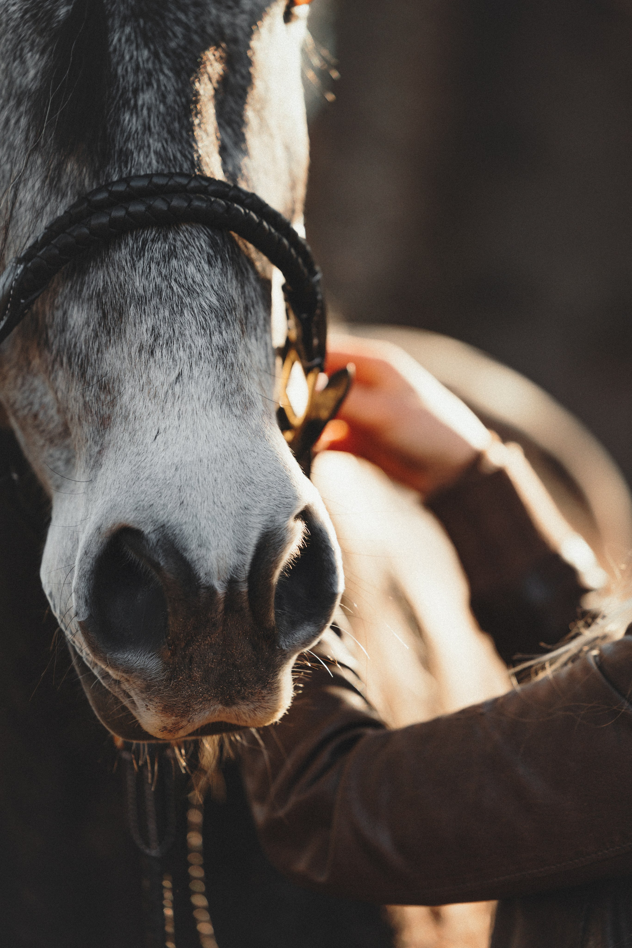 Ирина и Командор. Фотограф анималист Осипчикова Мария
