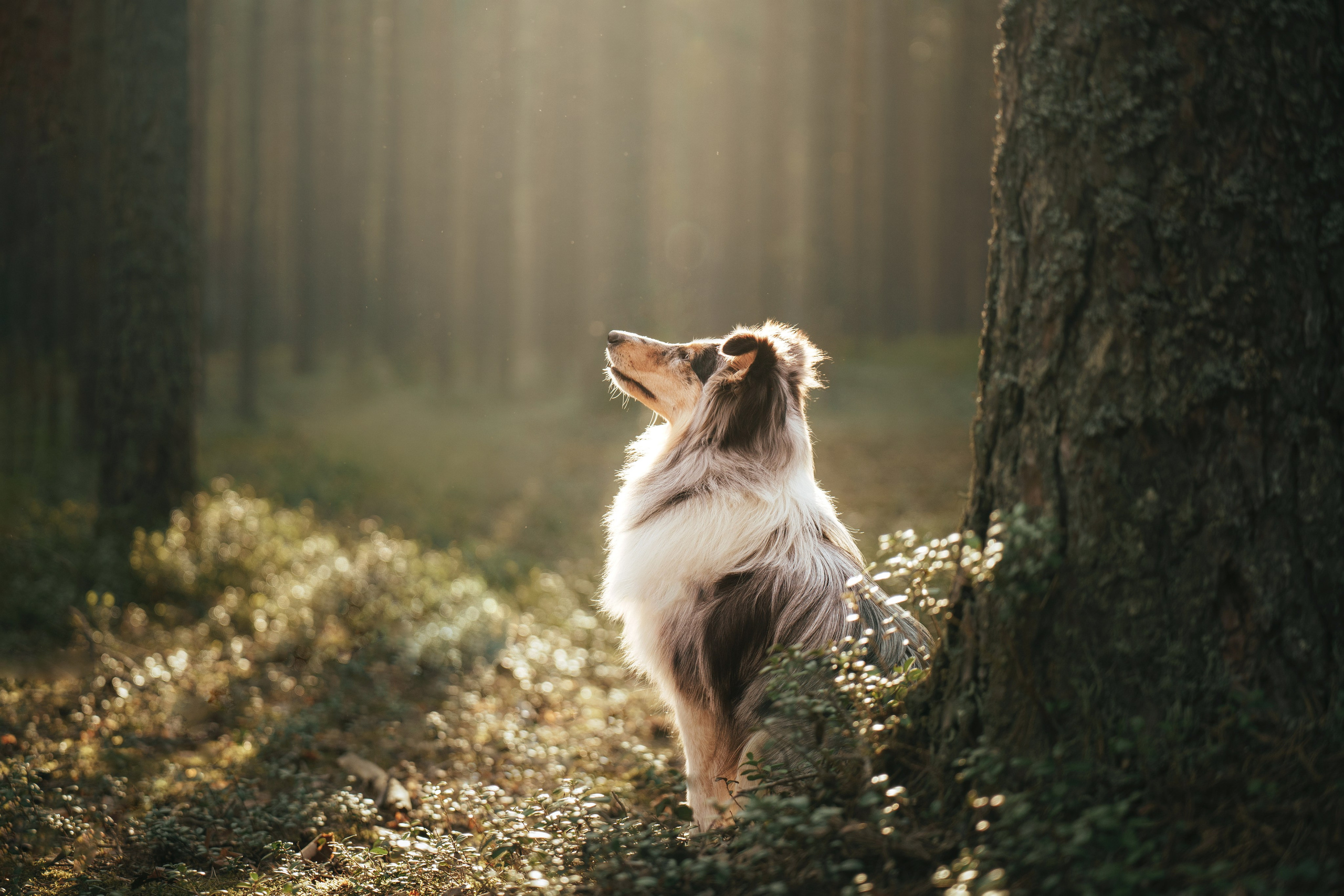 Мила и Лейла. Фотограф анималист Осипчикова Мария