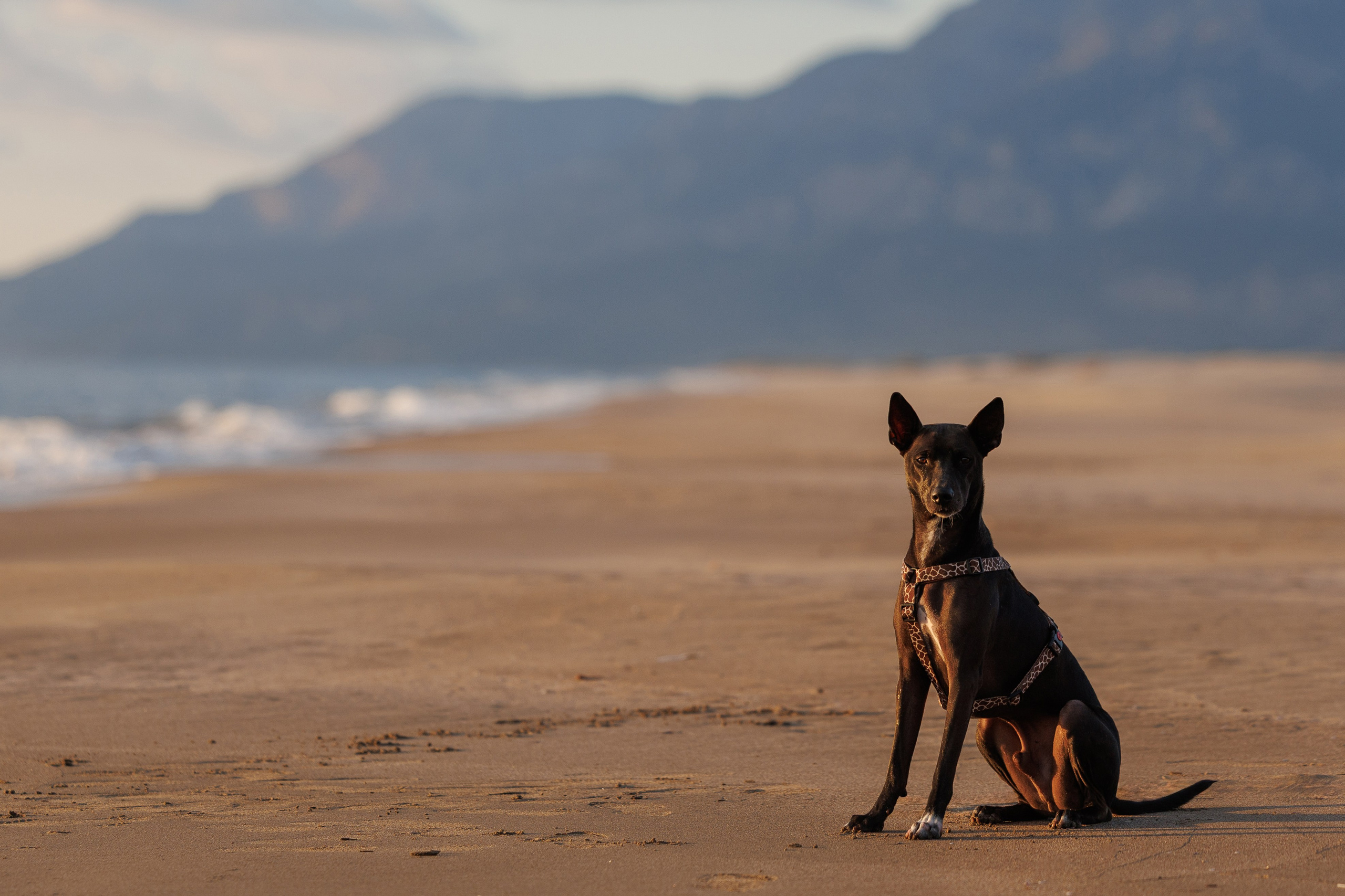 Финик. Фотограф анималист в Казани Алина Сулейманова. Фотограф животных