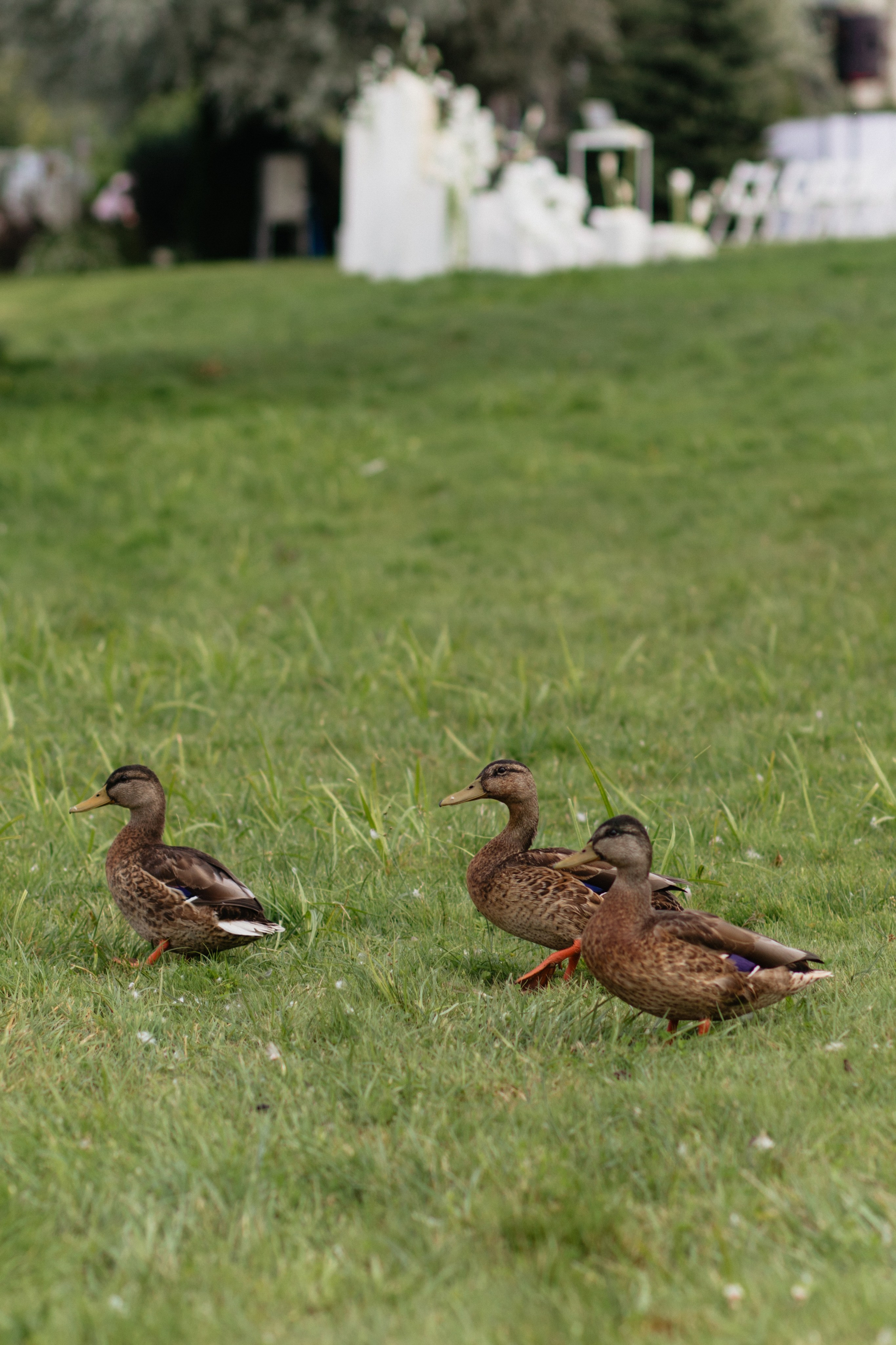 Андрей & Лера | ROBINSON CLUB. Свадебный фотограф в Минске Владислав Бабич