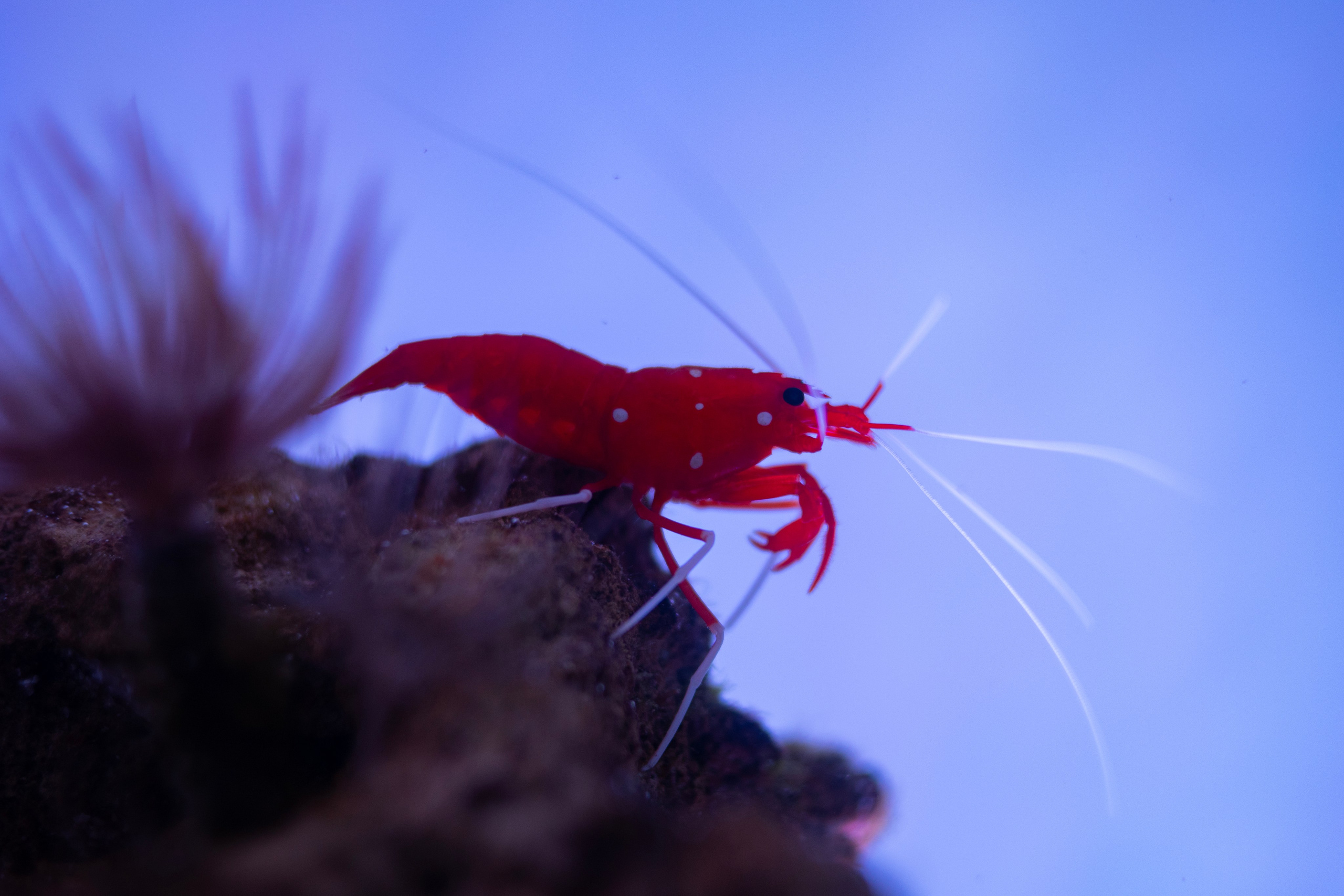 океанариум, andreyzaitsev.ru Кемерово фотограф