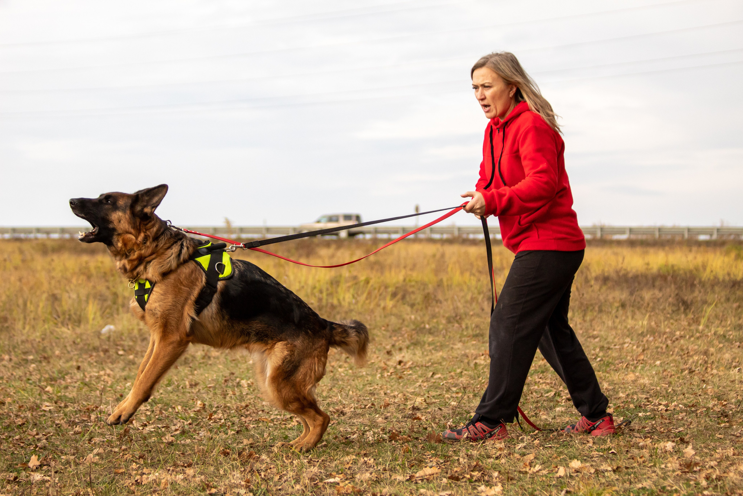 Тренинг защитного раздела. Фотограф анималист — Тула, Москва