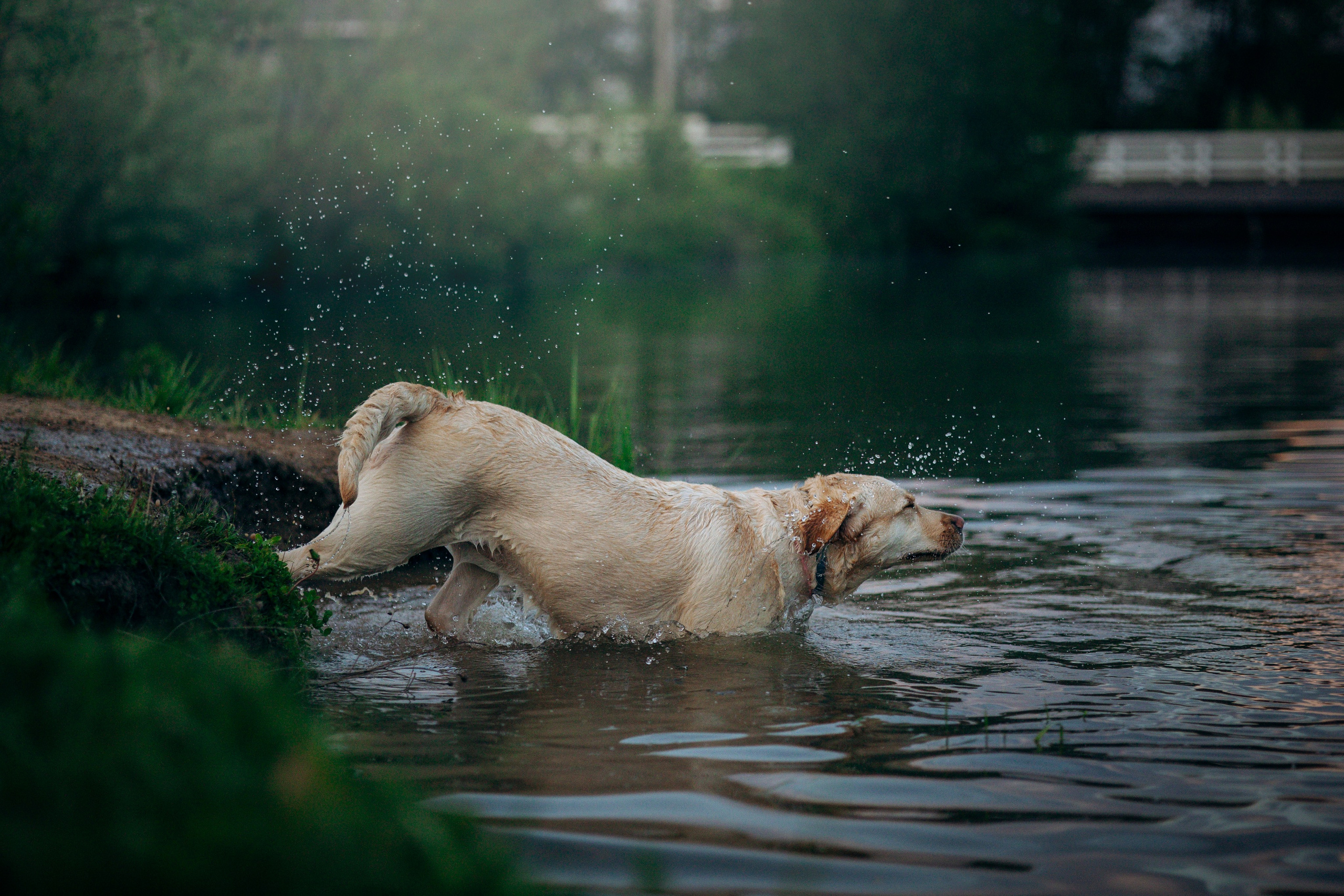Шани и ее семья. Фотограф — Анималист | Санкт-Петербург