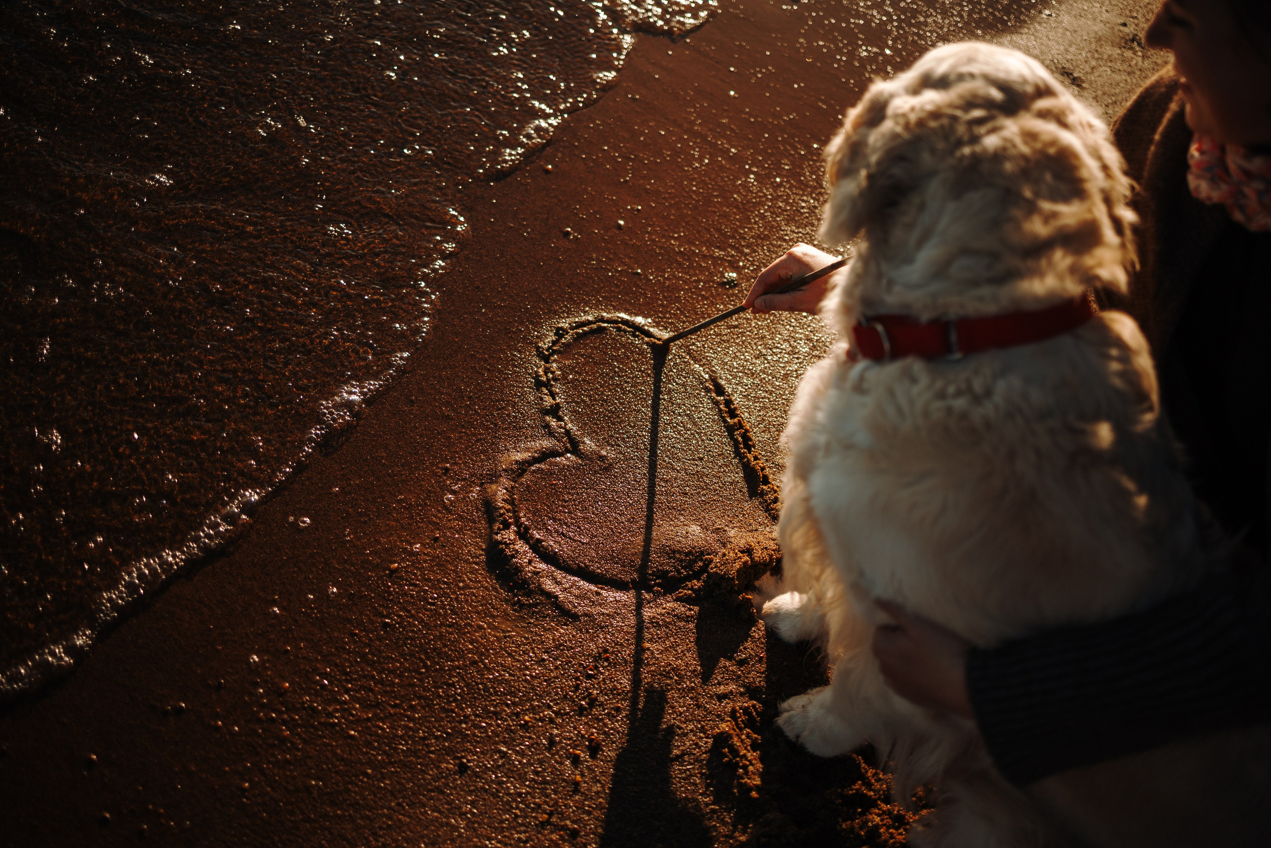 Катя и ее девочки. Фотограф — Анималист | Санкт-Петербург