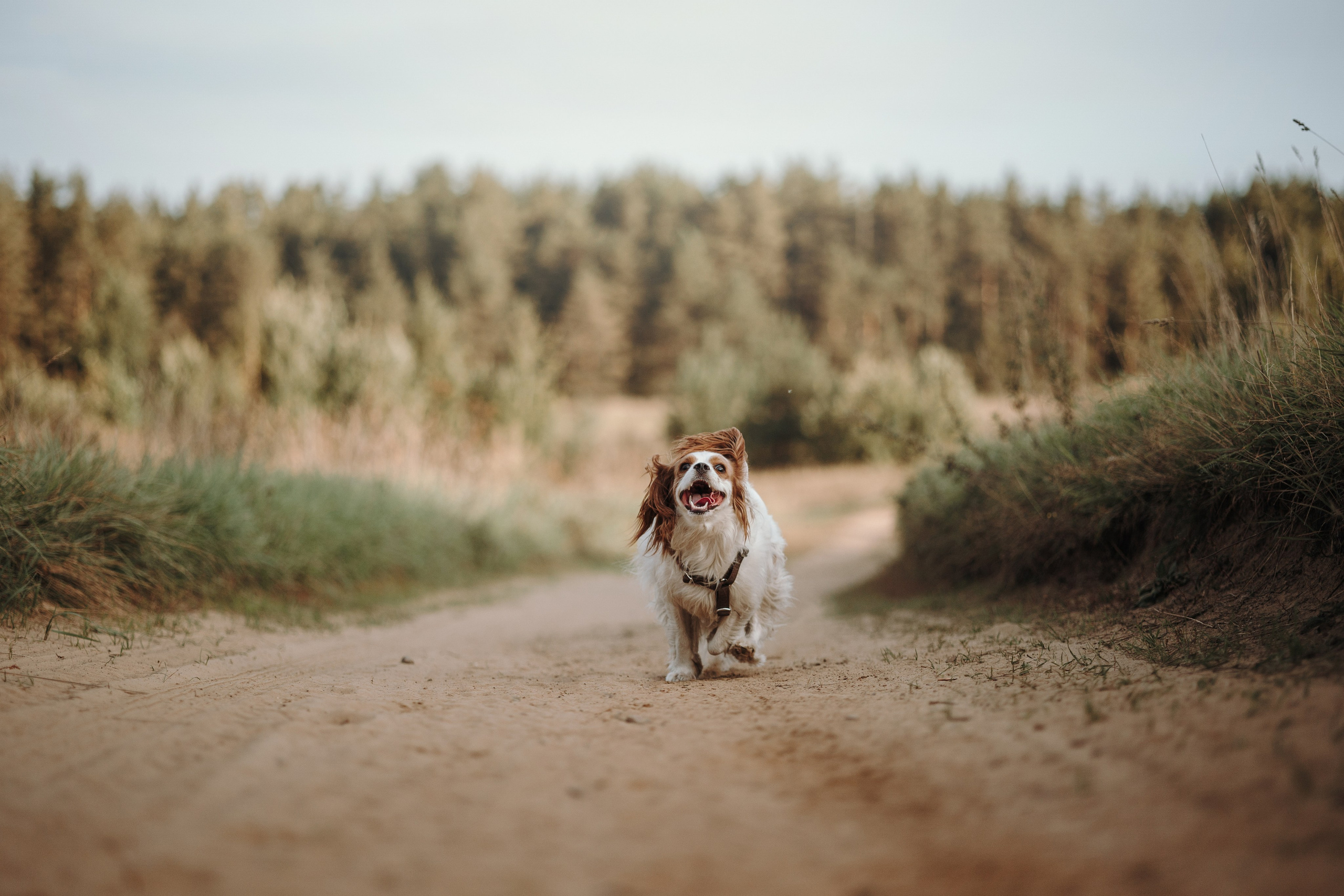 Влада и Белла. Фотограф — Анималист | Санкт-Петербург