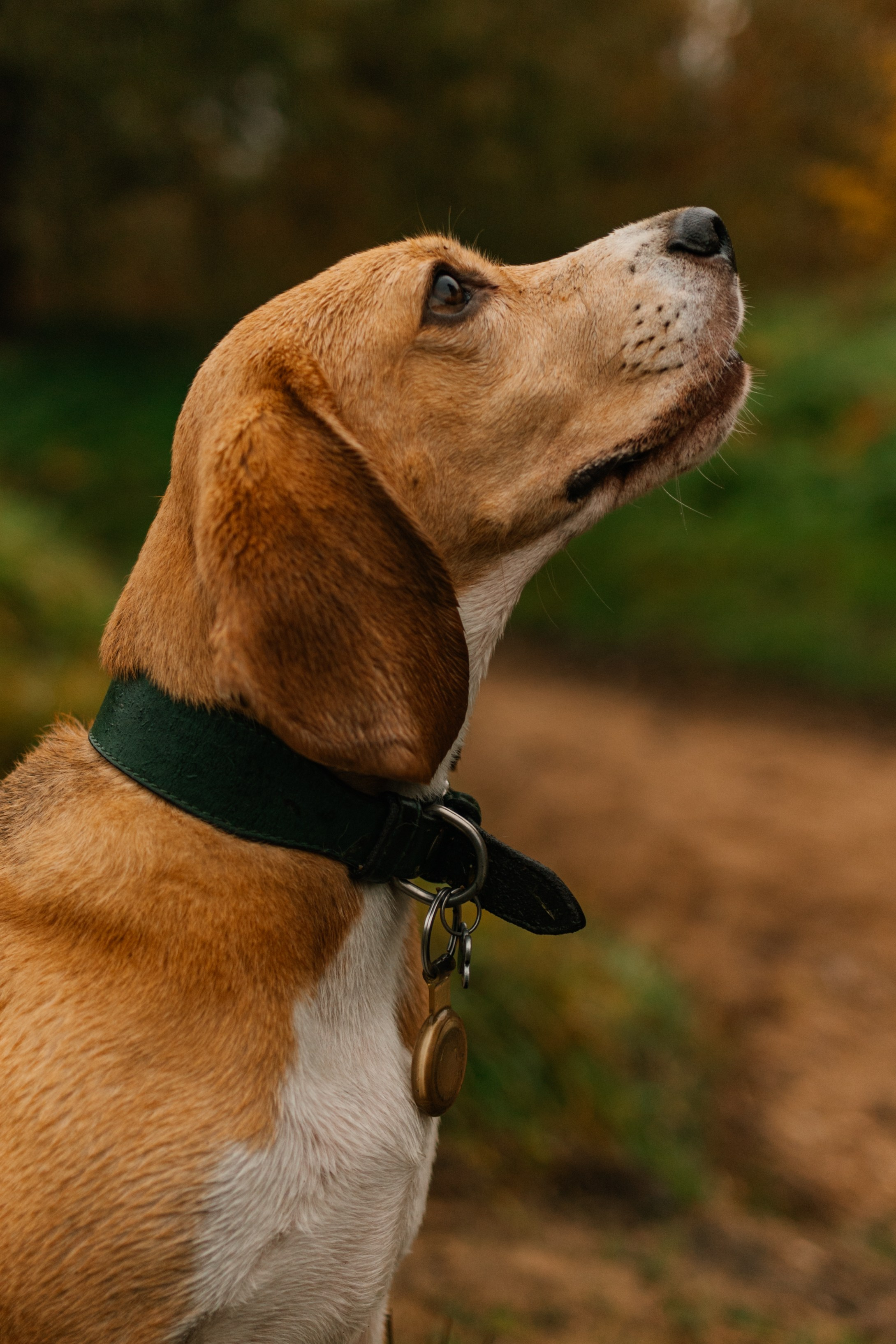 Лена и Тайгер. Фотограф — Анималист | Санкт-Петербург