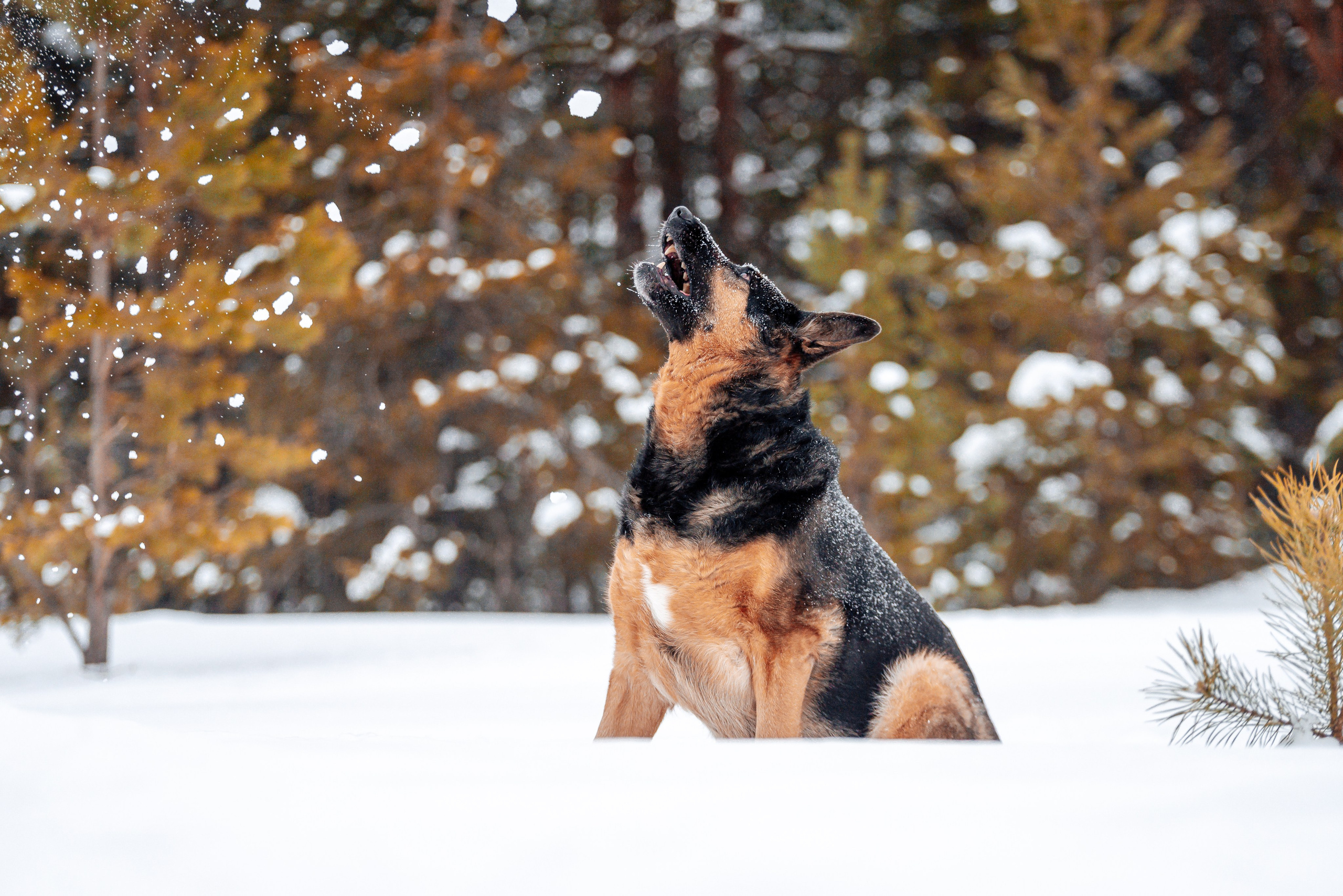 Светлана, Альфа и кошки ✨. Фотограф-анималист Анастасия Парфенова|Екатеринбург