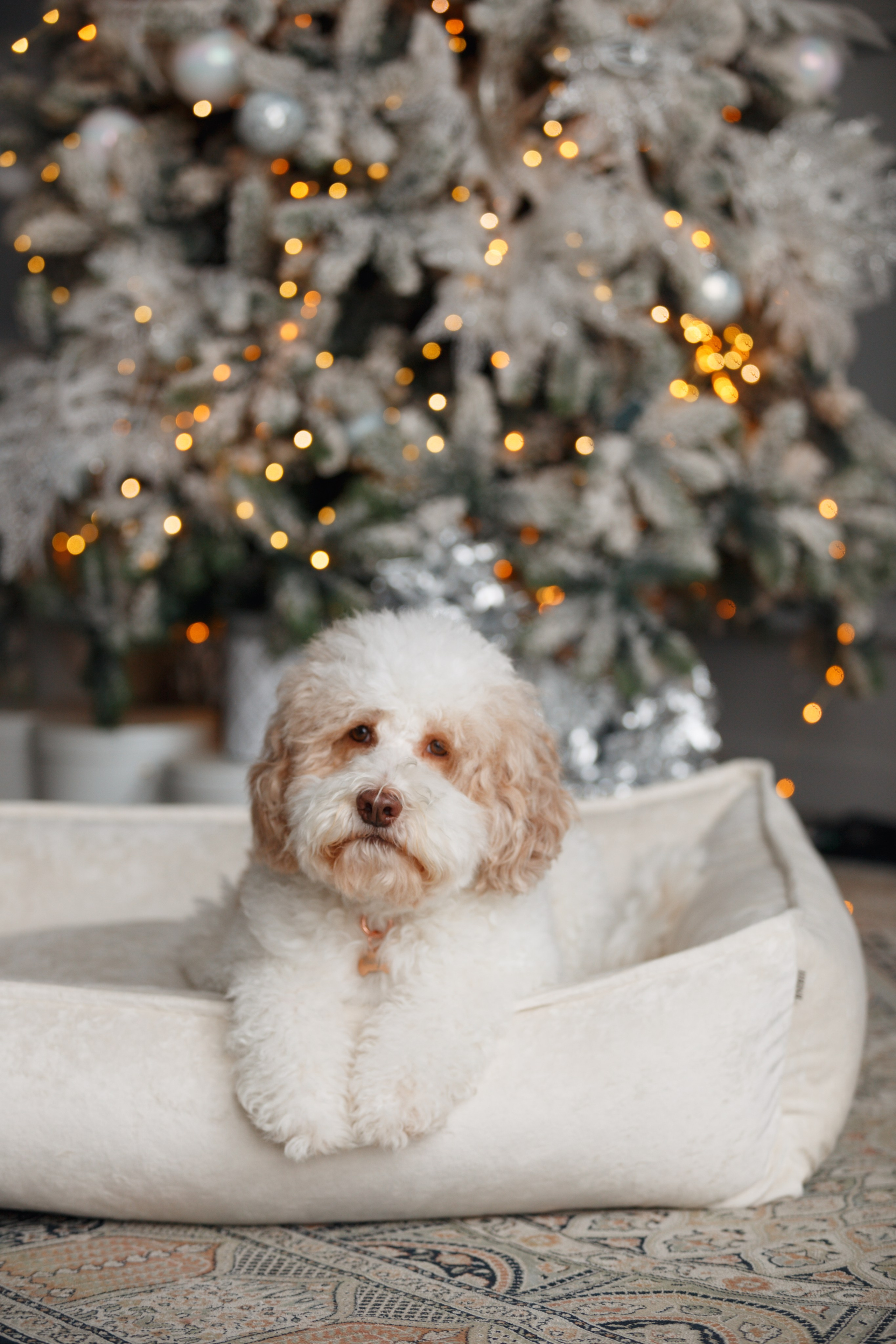 Bmbh лежанки и адресники. Фотограф анималист Кристина Карпова, Москва