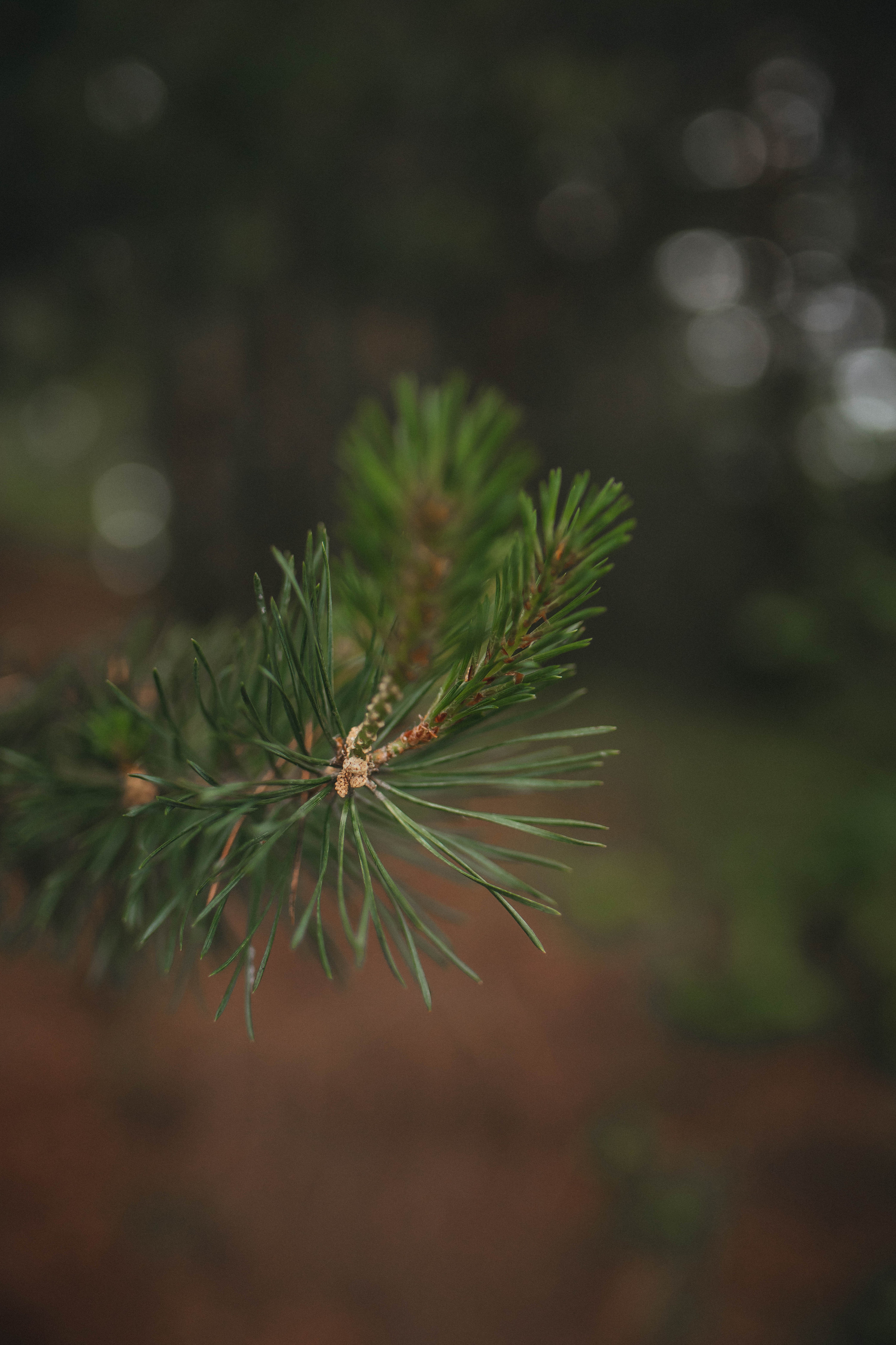 Алина и Филипп. Фотограф и Видеограф во Владимире