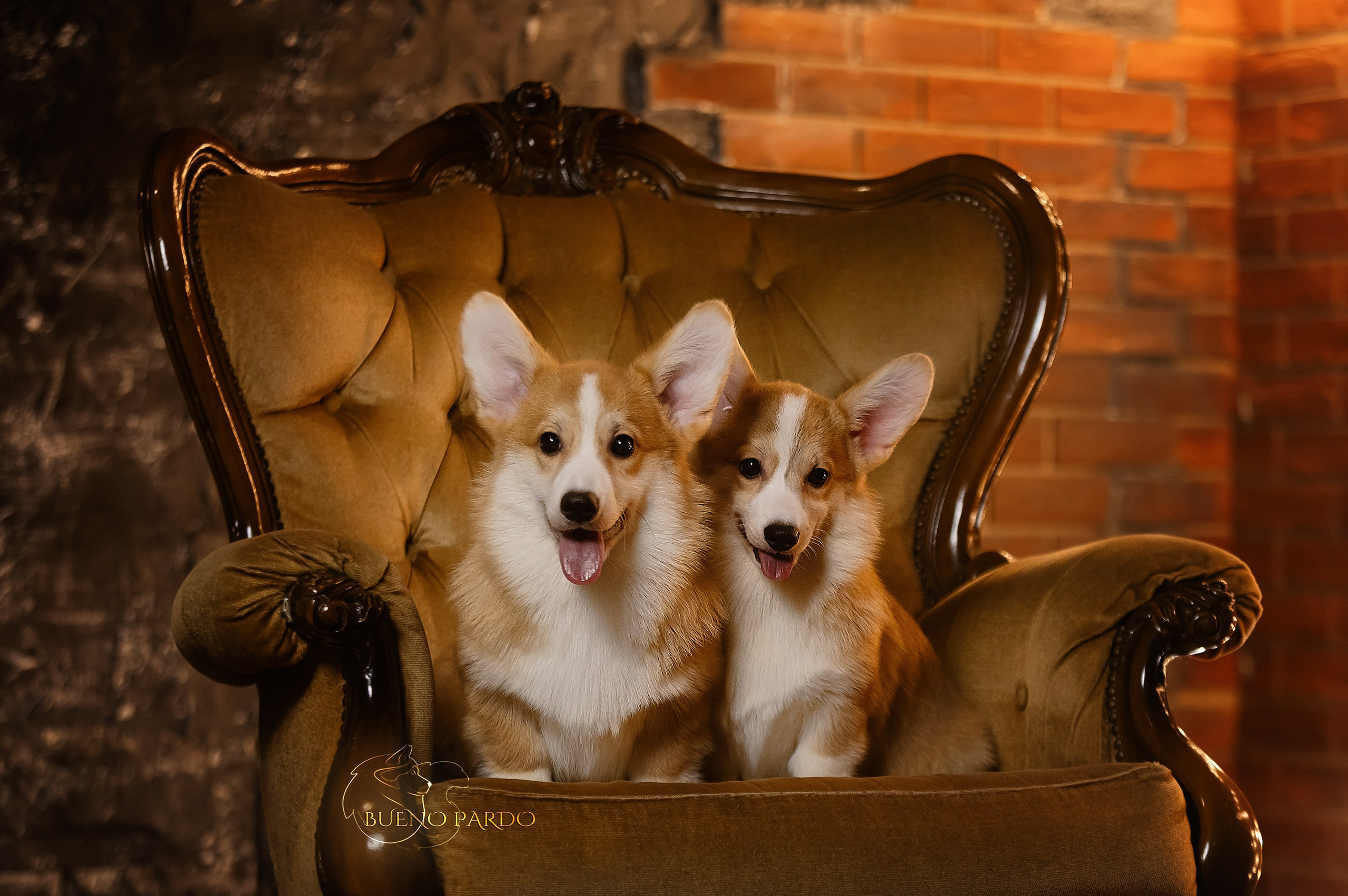 А — Кола и Цесей. Kawaii Kuma питомник собак пород Корги пемброк, Акита ину, Сиба