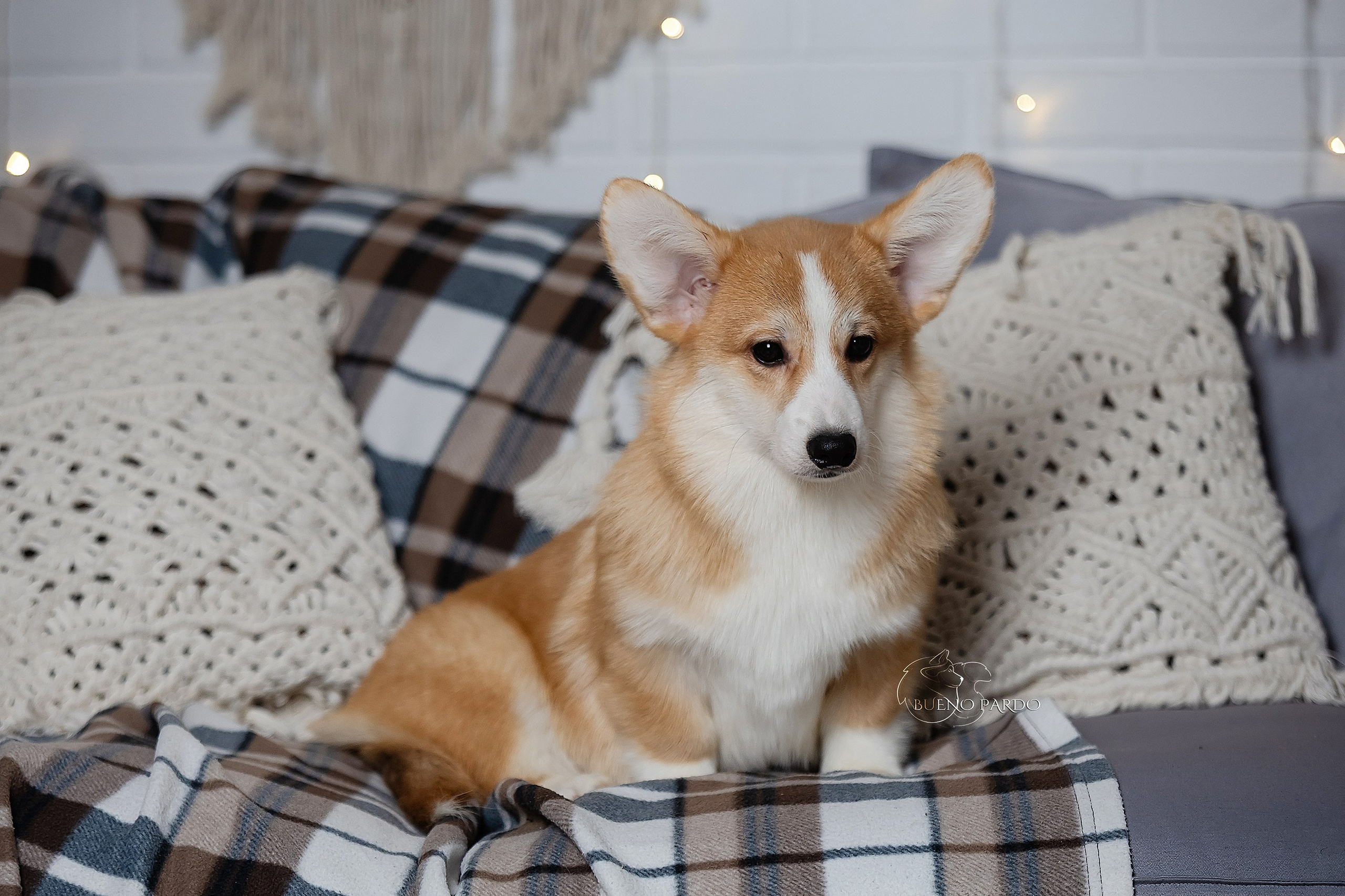 А — Кола и Цесей. Kawaii Kuma питомник собак пород Корги пемброк, Акита ину, Сиба