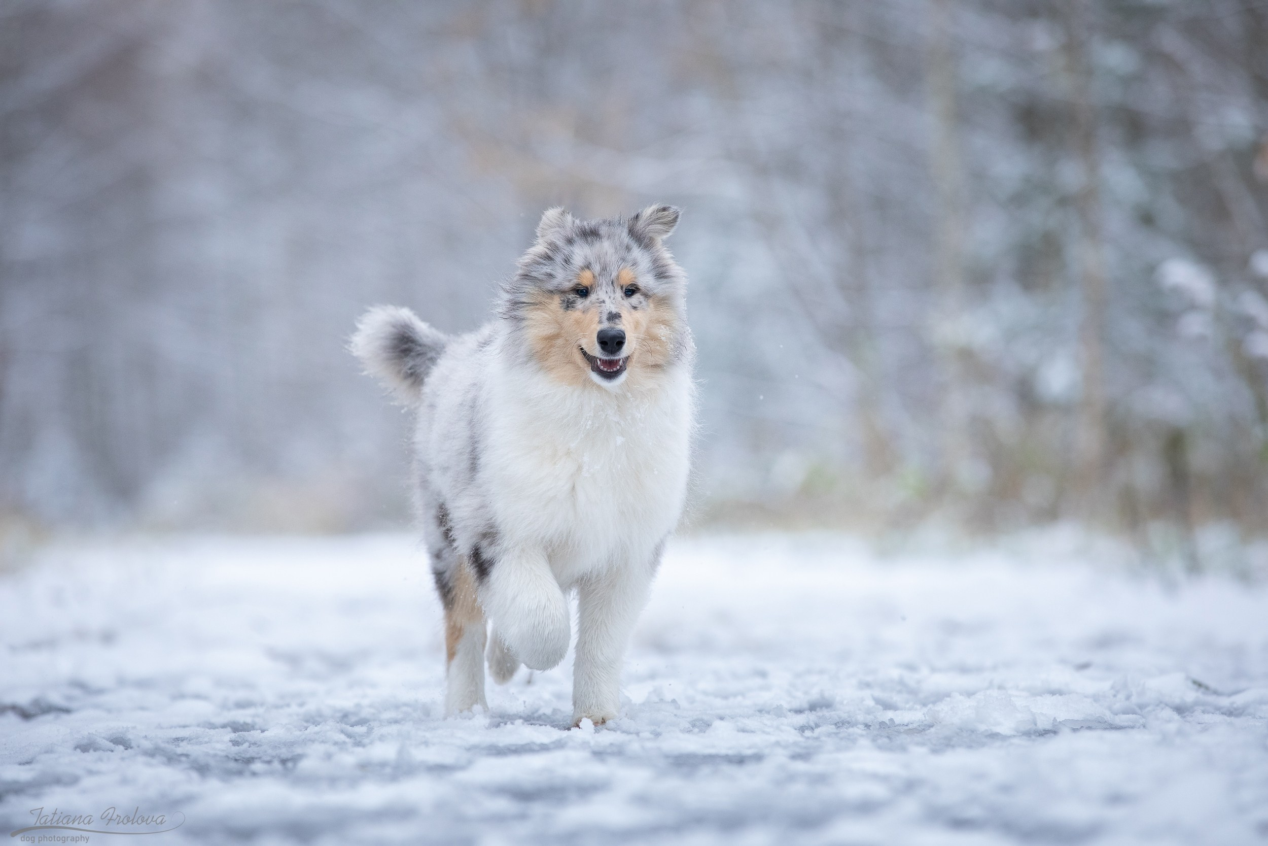 Фотосъёмка щенка колли в Пушкинском районе зимой. Фотограф-анималист в Москве и Московской области Татьяна Фролова