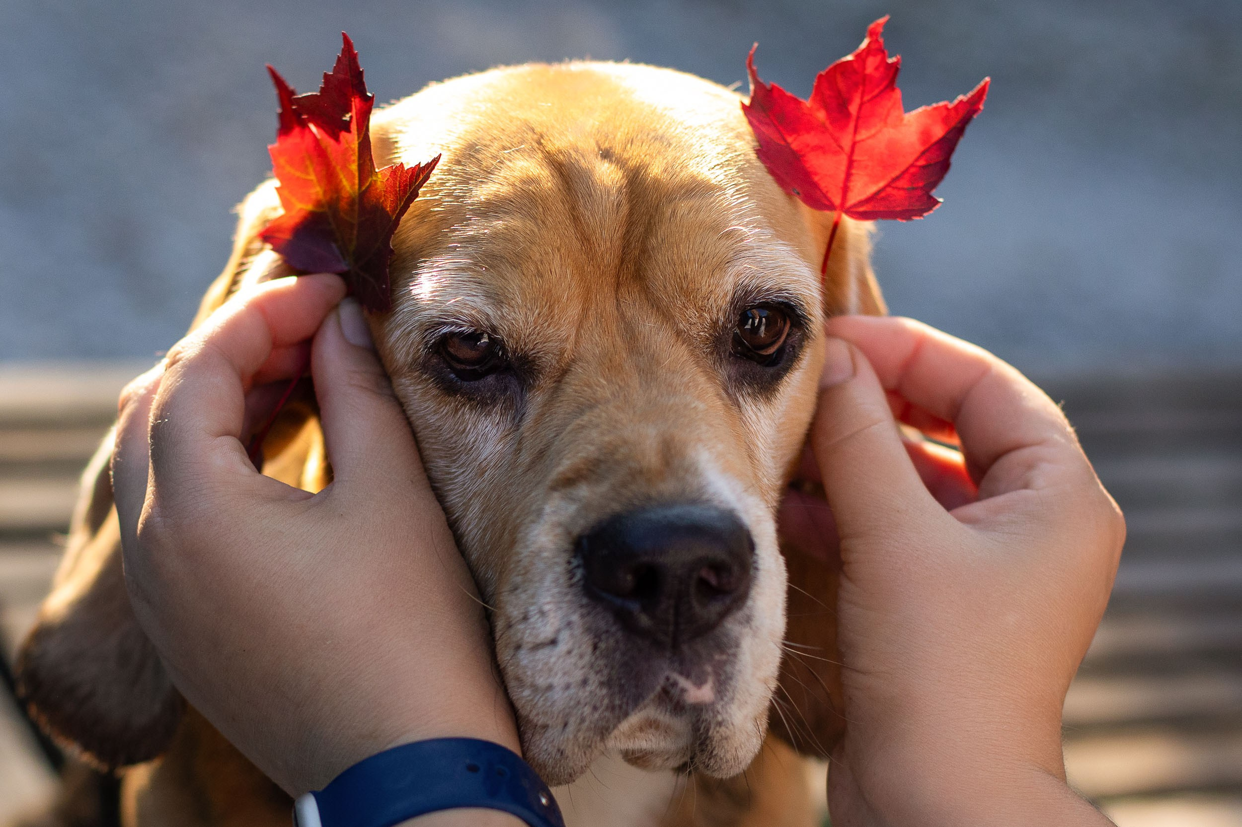 Фотопрогулка с Татьяной и биглем Евой. Фотограф-анималист в Москве и Московской области Татьяна Фролова