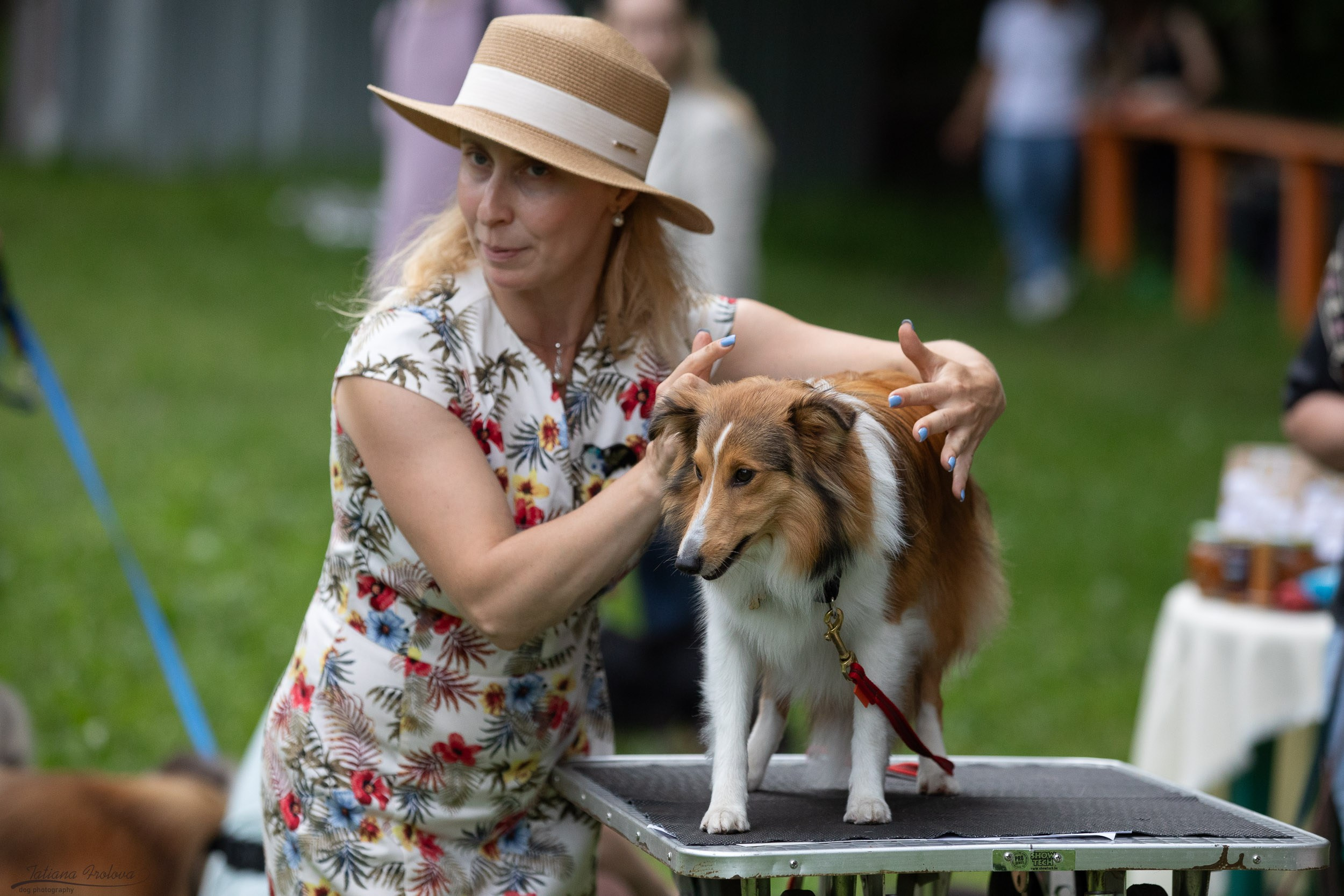 Репортаж с выводки молодняка колли/шелти в Ясенево. Фотограф-анималист в Москве и Московской области Татьяна Фролова