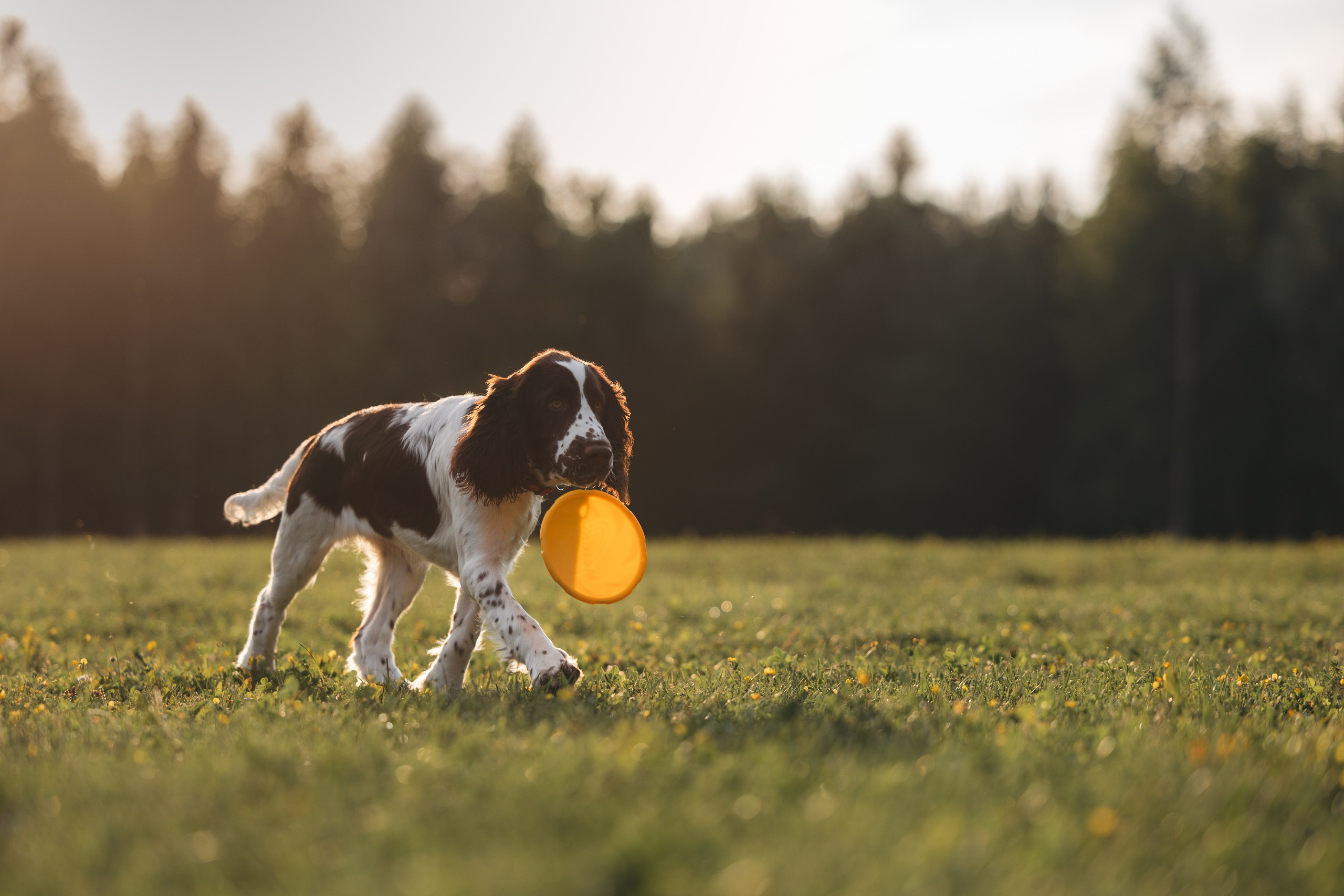 На закате. Фотограф Анималист в Москве Анастасия Жучкова