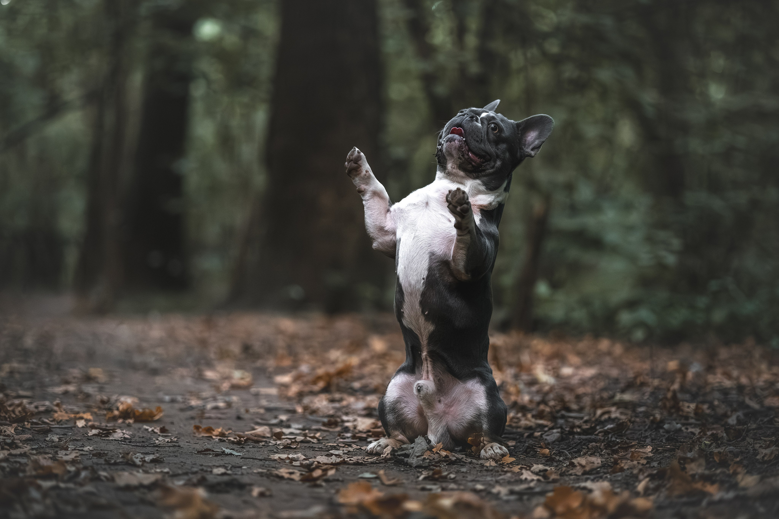 Французский Бульдог в Воронцовском парке (в обработке). Фотограф Анималист в Москве Анастасия Жучкова